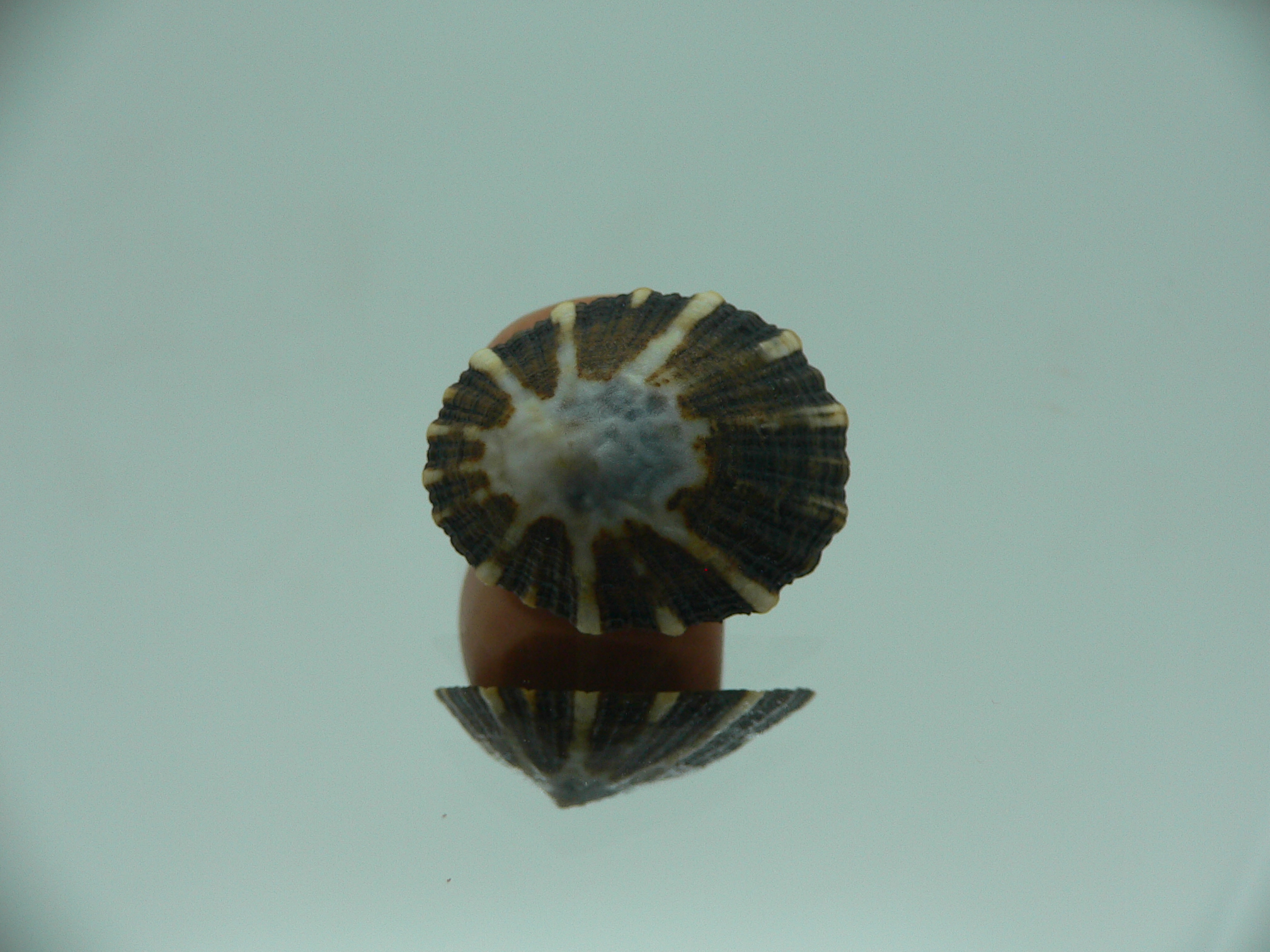 Patella (Scutellastra) peronii ENDEMIC & DARK