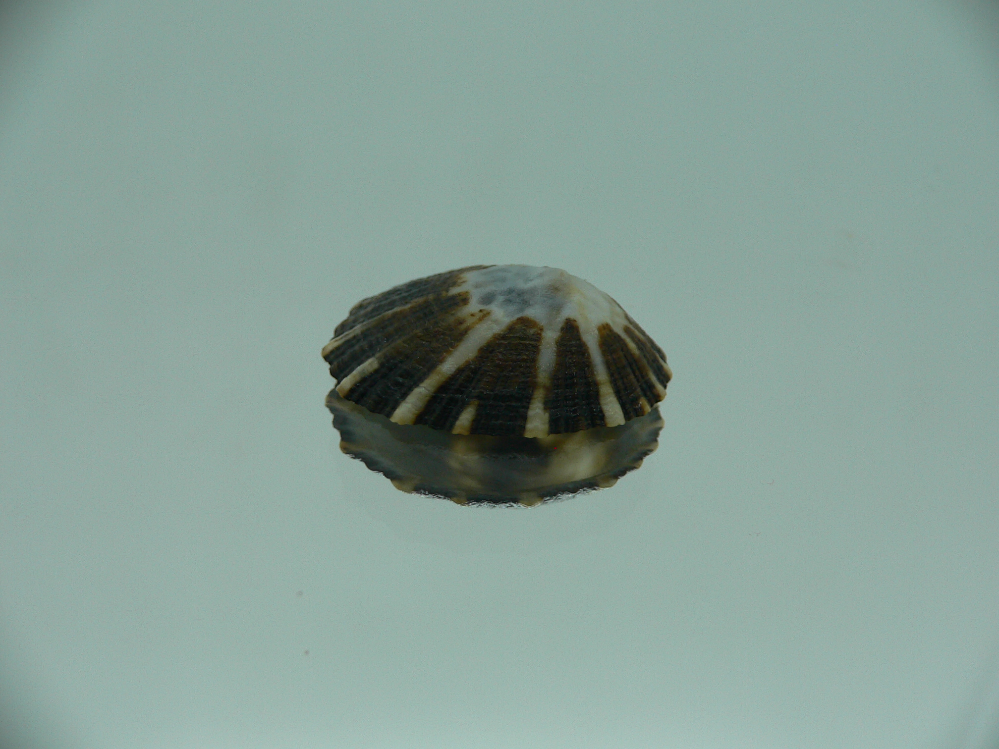 Patella (Scutellastra) peronii ENDEMIC & DARK