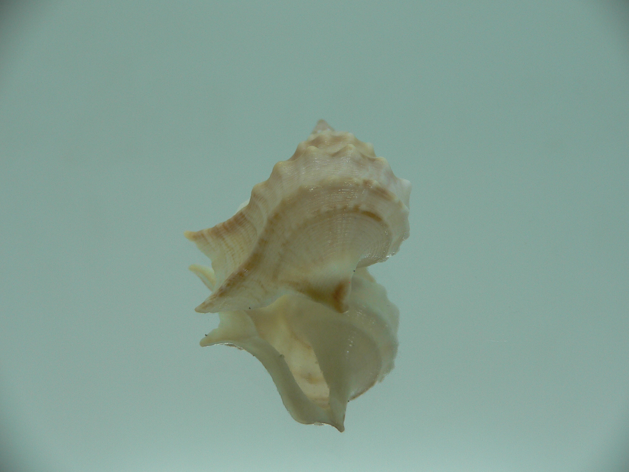 Aporrhais pespelecani