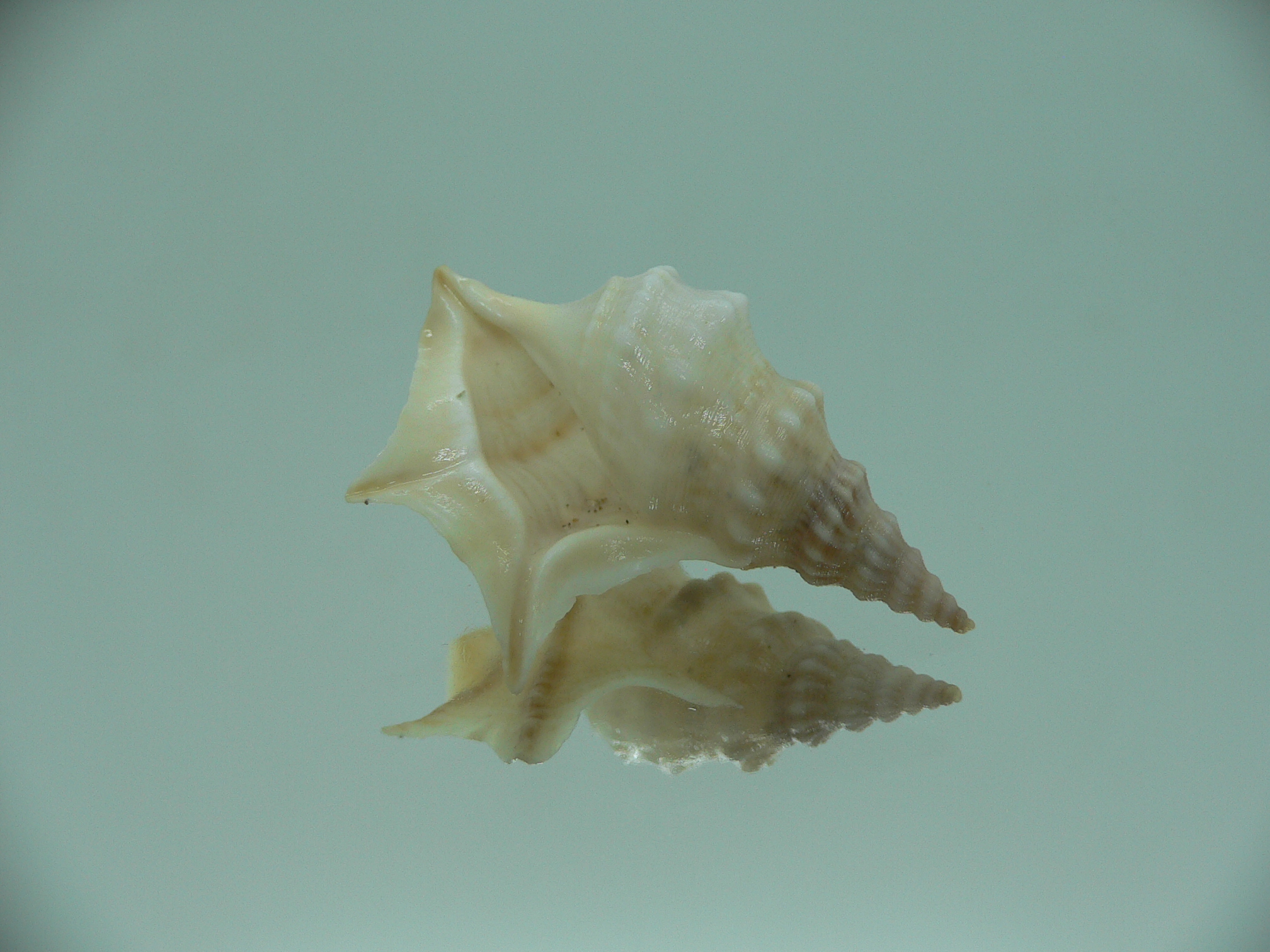 Aporrhais pespelecani