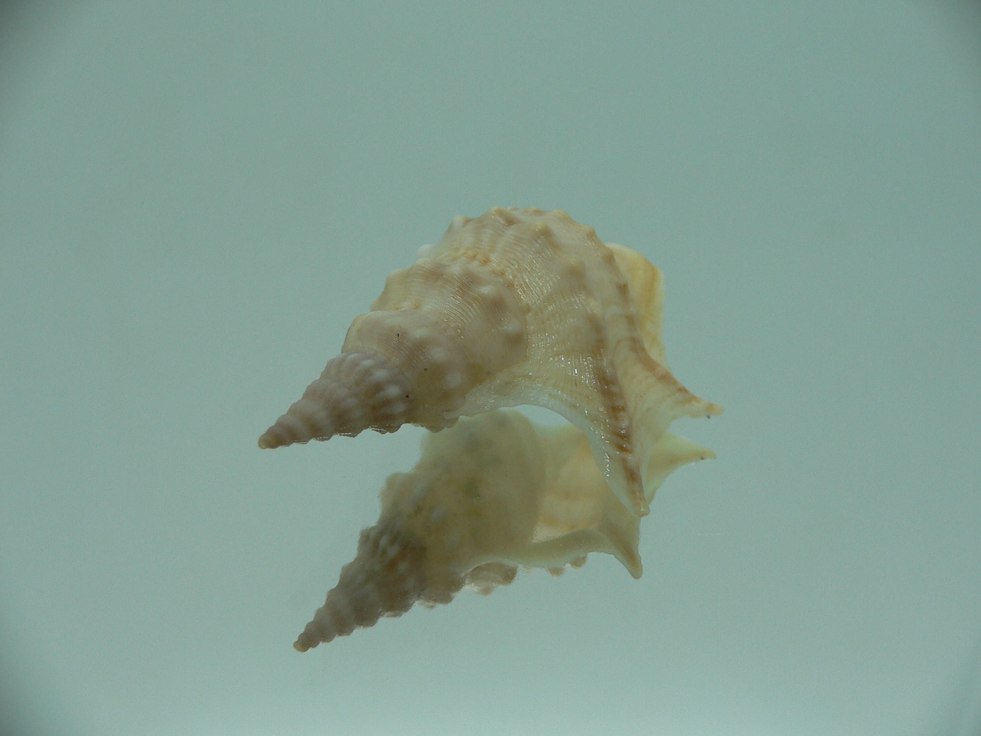Aporrhais pespelecani
