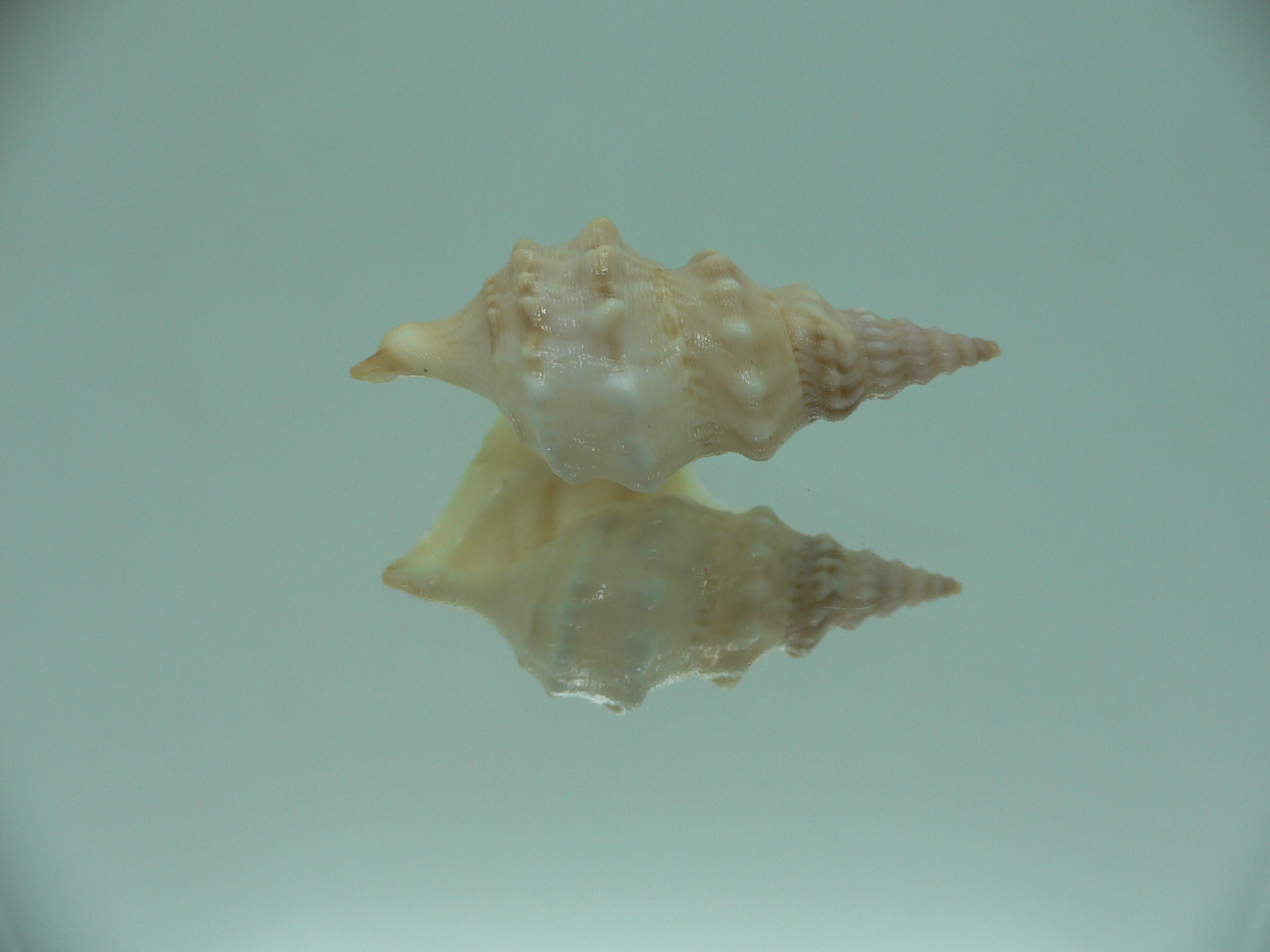 Aporrhais pespelecani