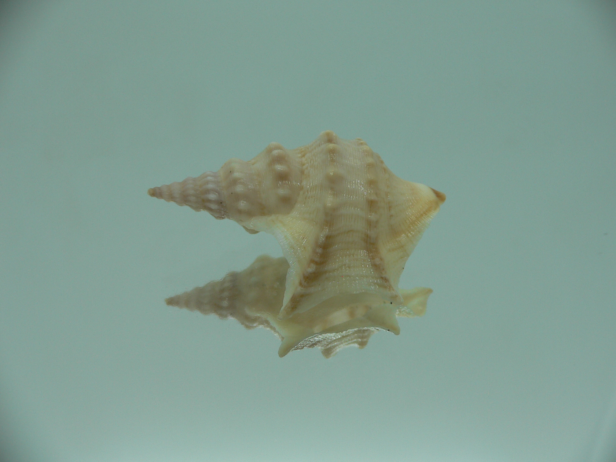 Aporrhais pespelecani