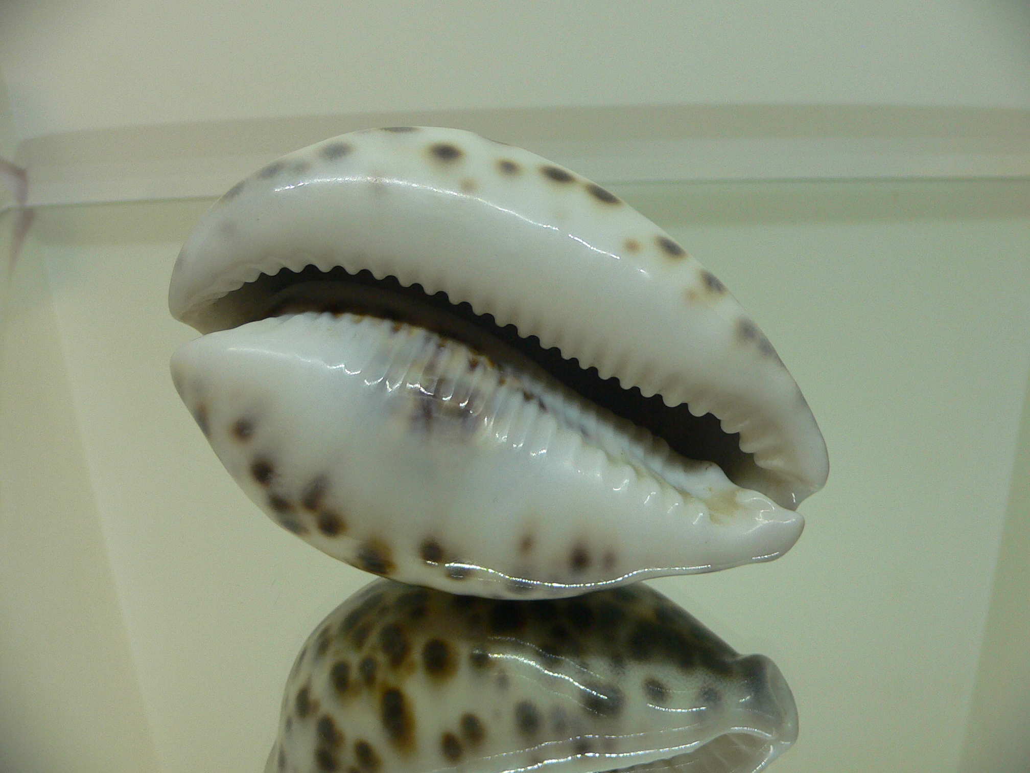 Cypraea tigris tigris BEAUTIFUL