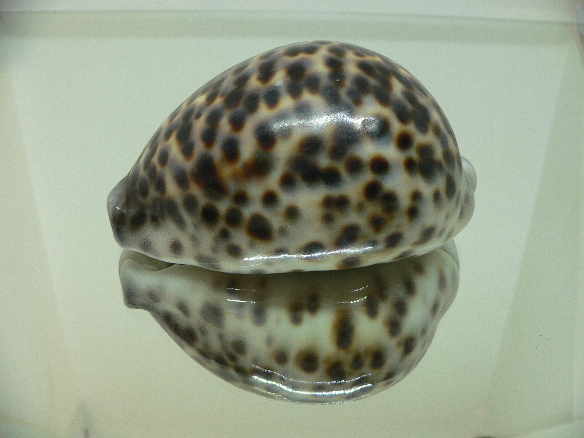 Cypraea tigris tigris BEAUTIFUL