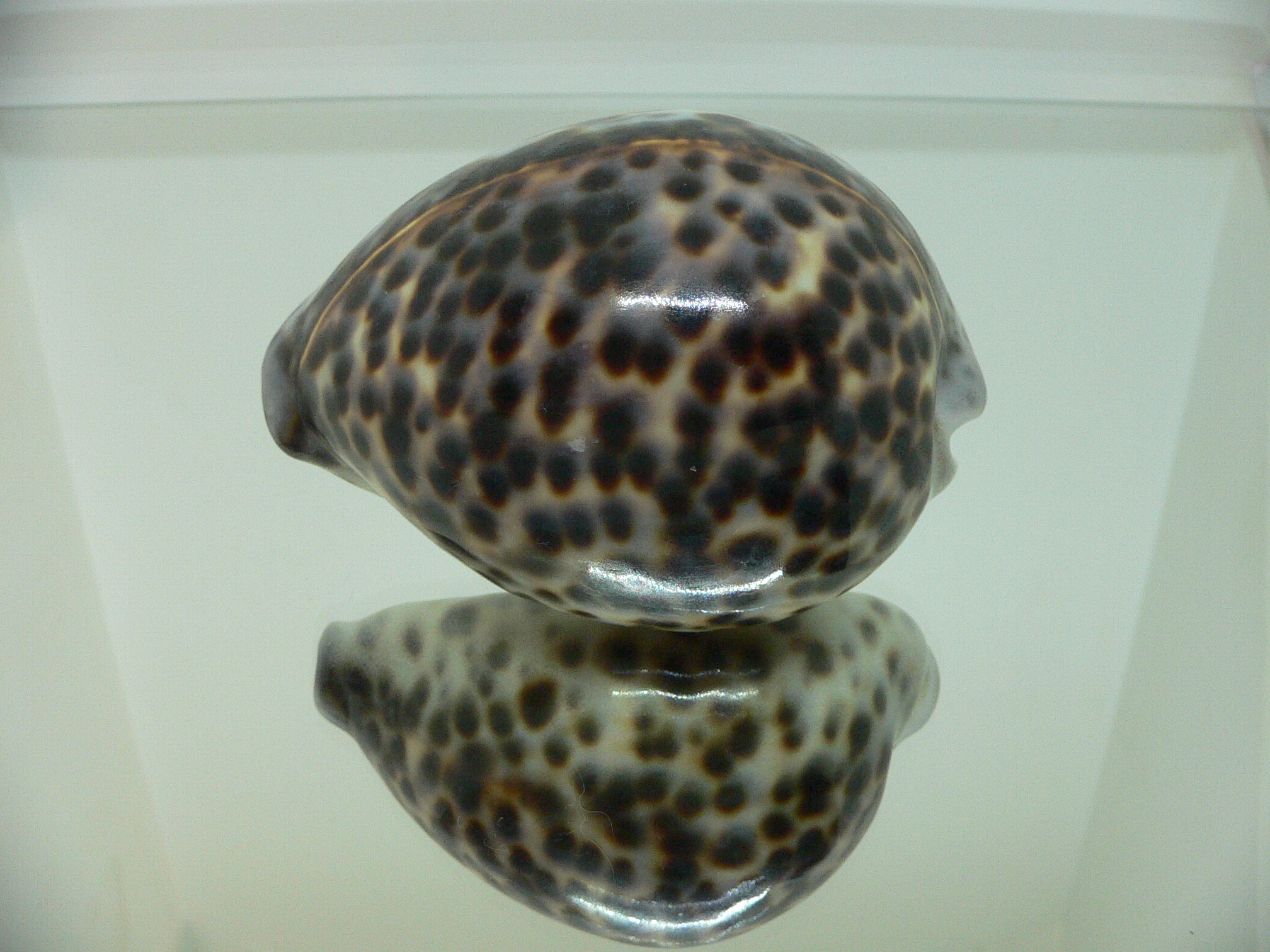 Cypraea tigris tigris BEAUTIFUL