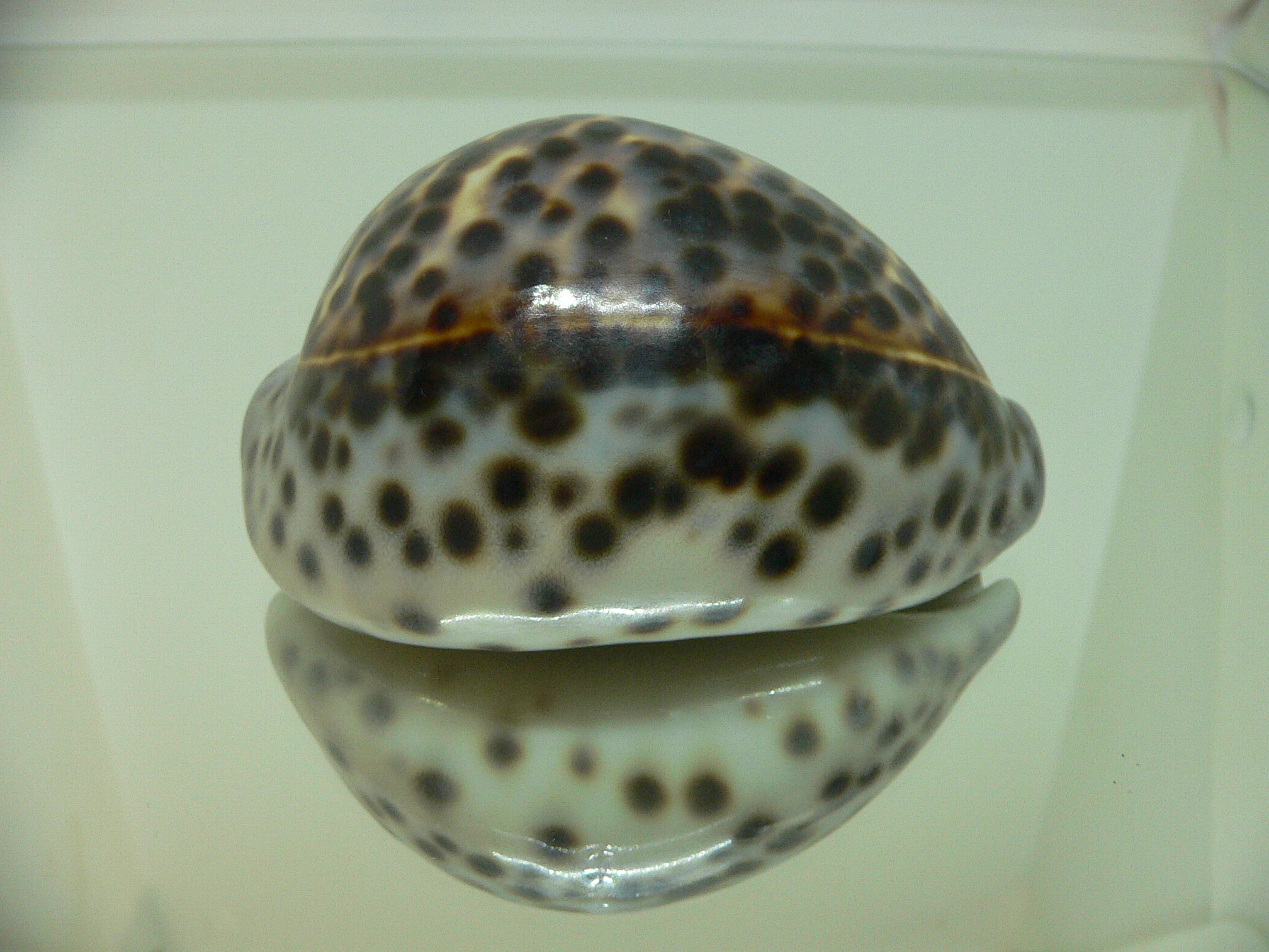 Cypraea tigris tigris BEAUTIFUL