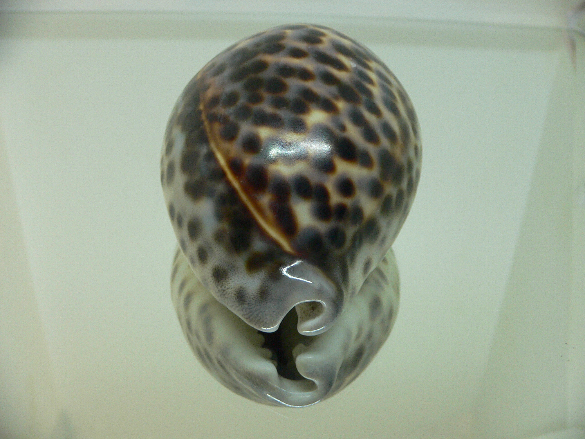 Cypraea tigris tigris BEAUTIFUL