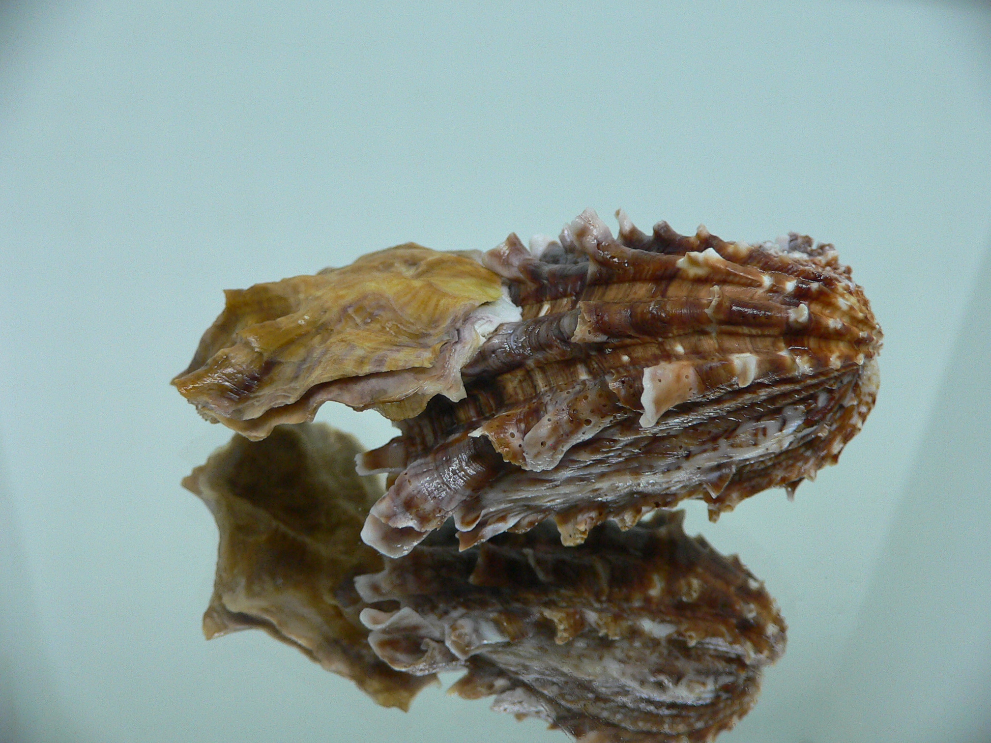 Cardita crassicosta DOUBLE BROWN