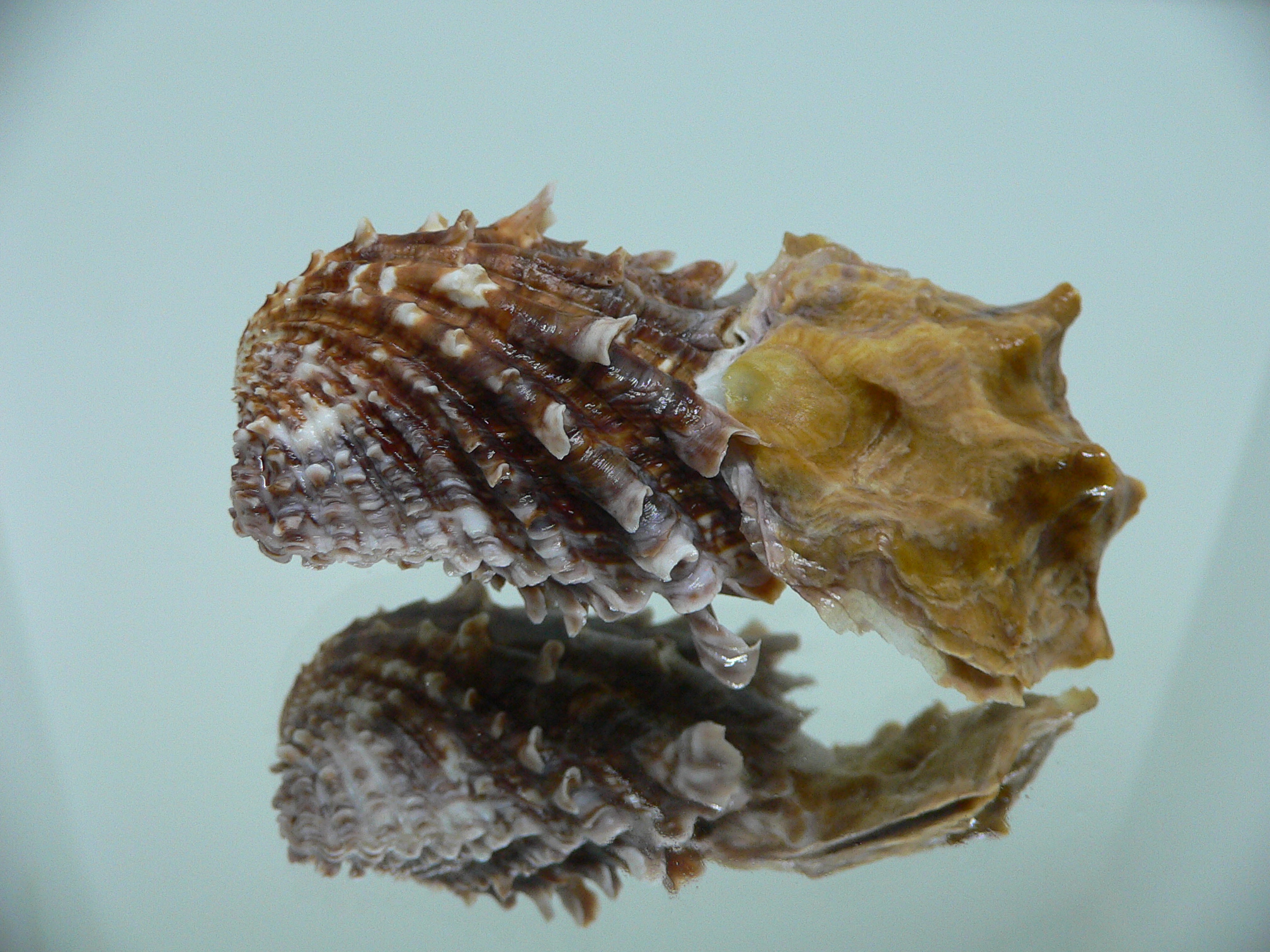 Cardita crassicosta DOUBLE BROWN