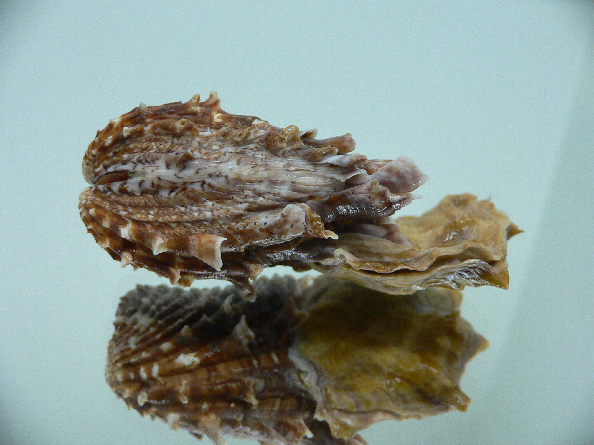 Cardita crassicosta DOUBLE BROWN