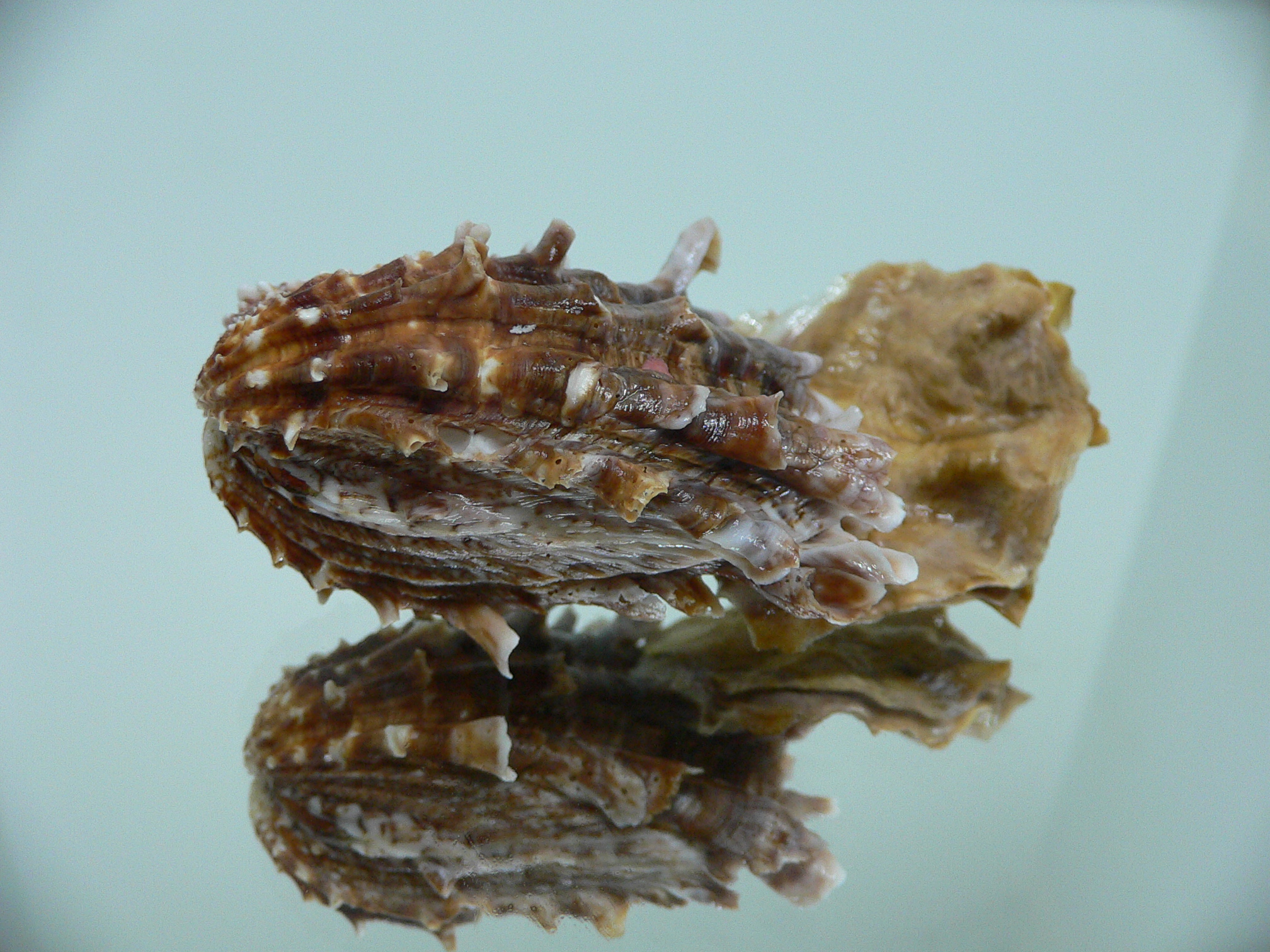 Cardita crassicosta DOUBLE BROWN