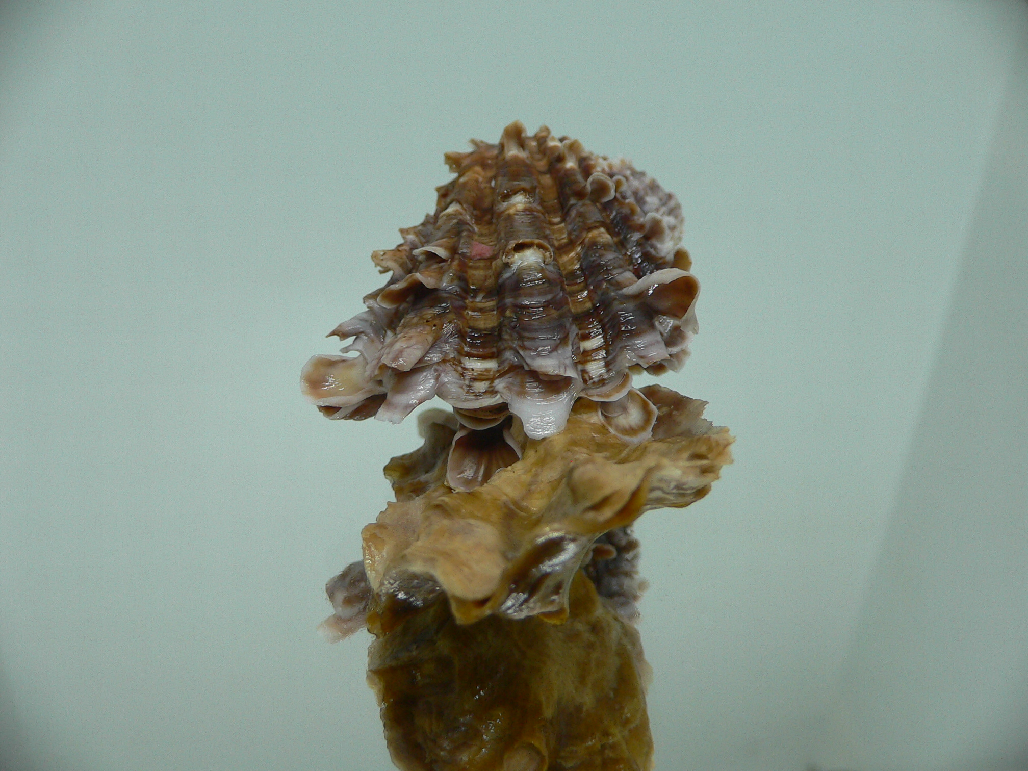 Cardita crassicosta DOUBLE BROWN