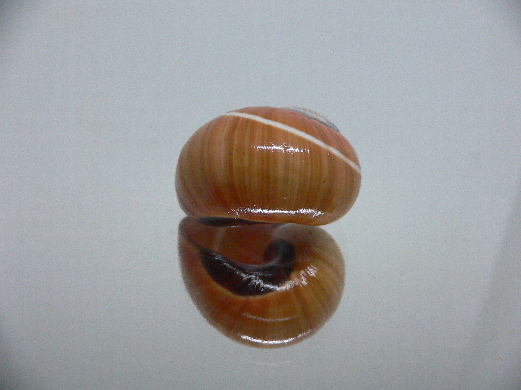 Polymita picta cf. picta RARE & ENDEMIC