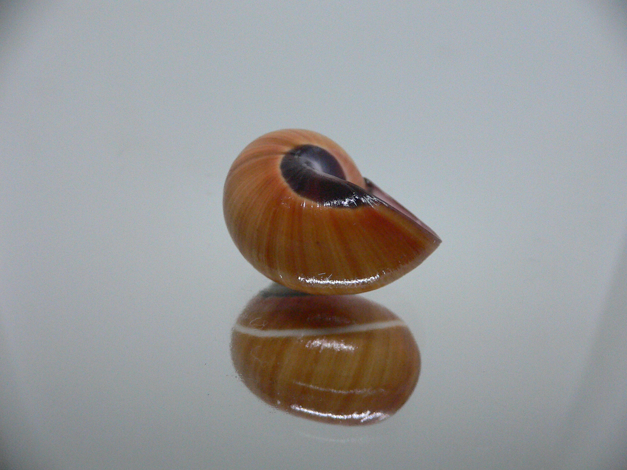 Polymita picta cf. picta RARE & ENDEMIC