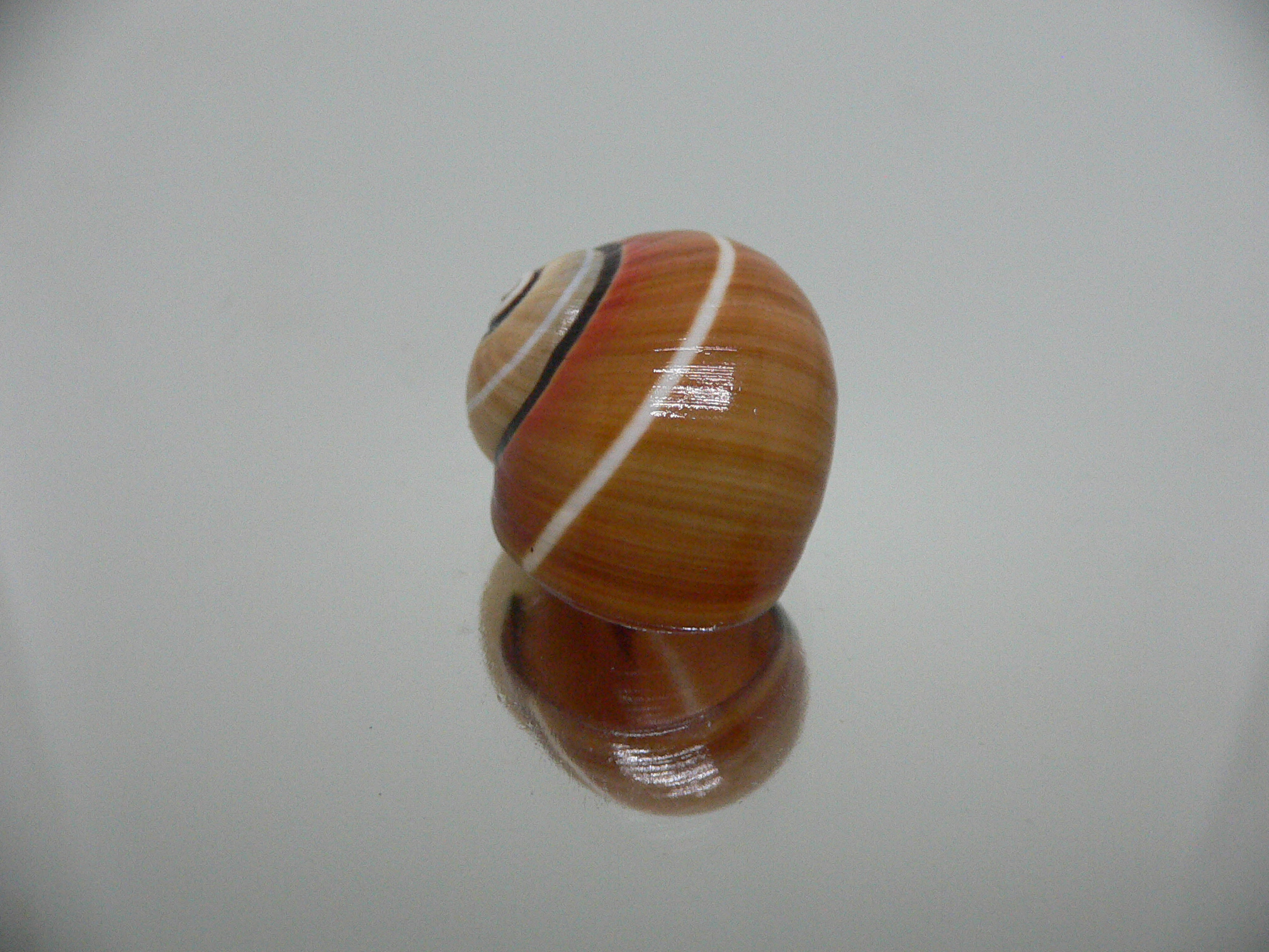 Polymita picta cf. picta RARE & ENDEMIC