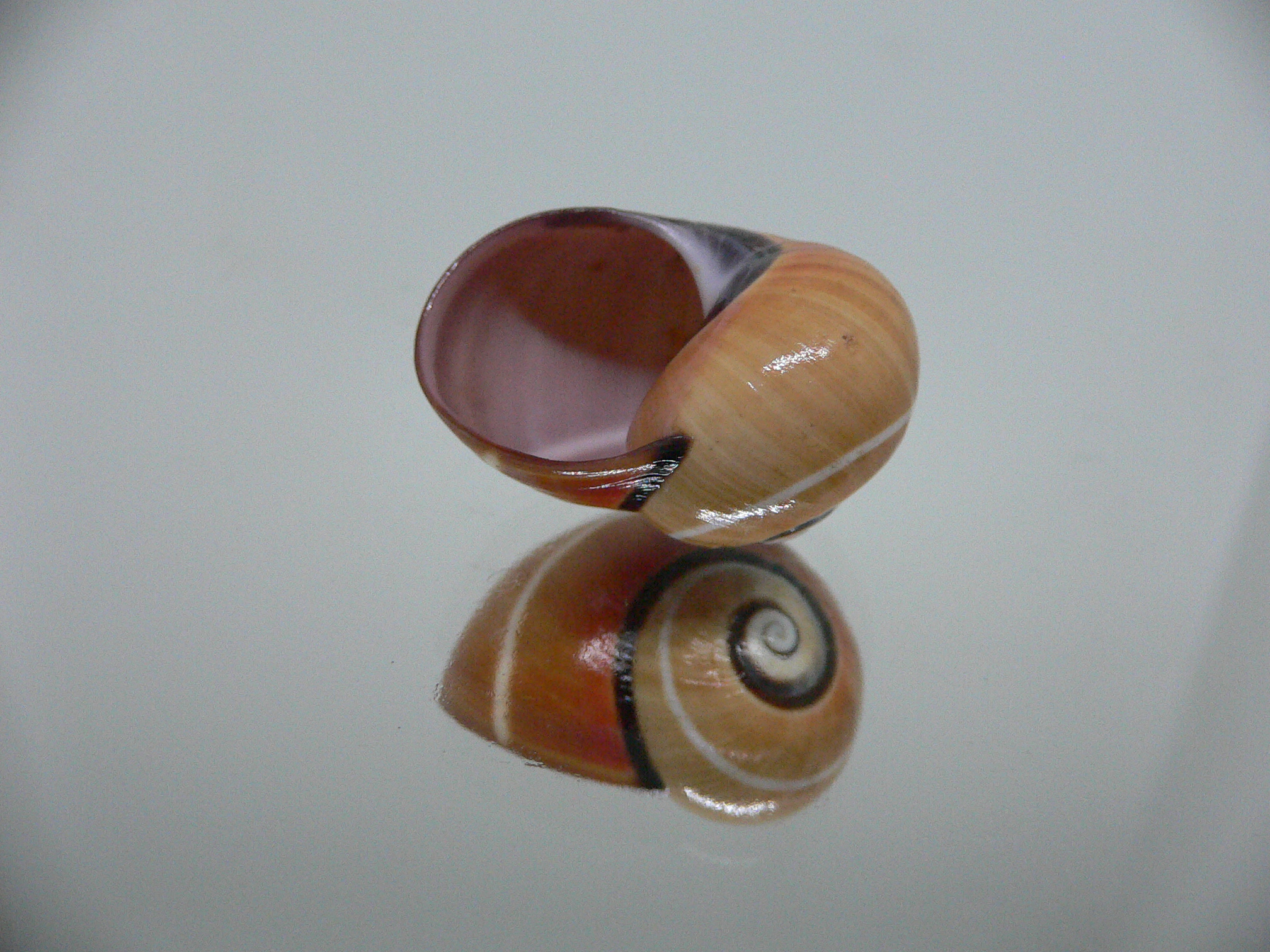 Polymita picta cf. picta RARE & ENDEMIC