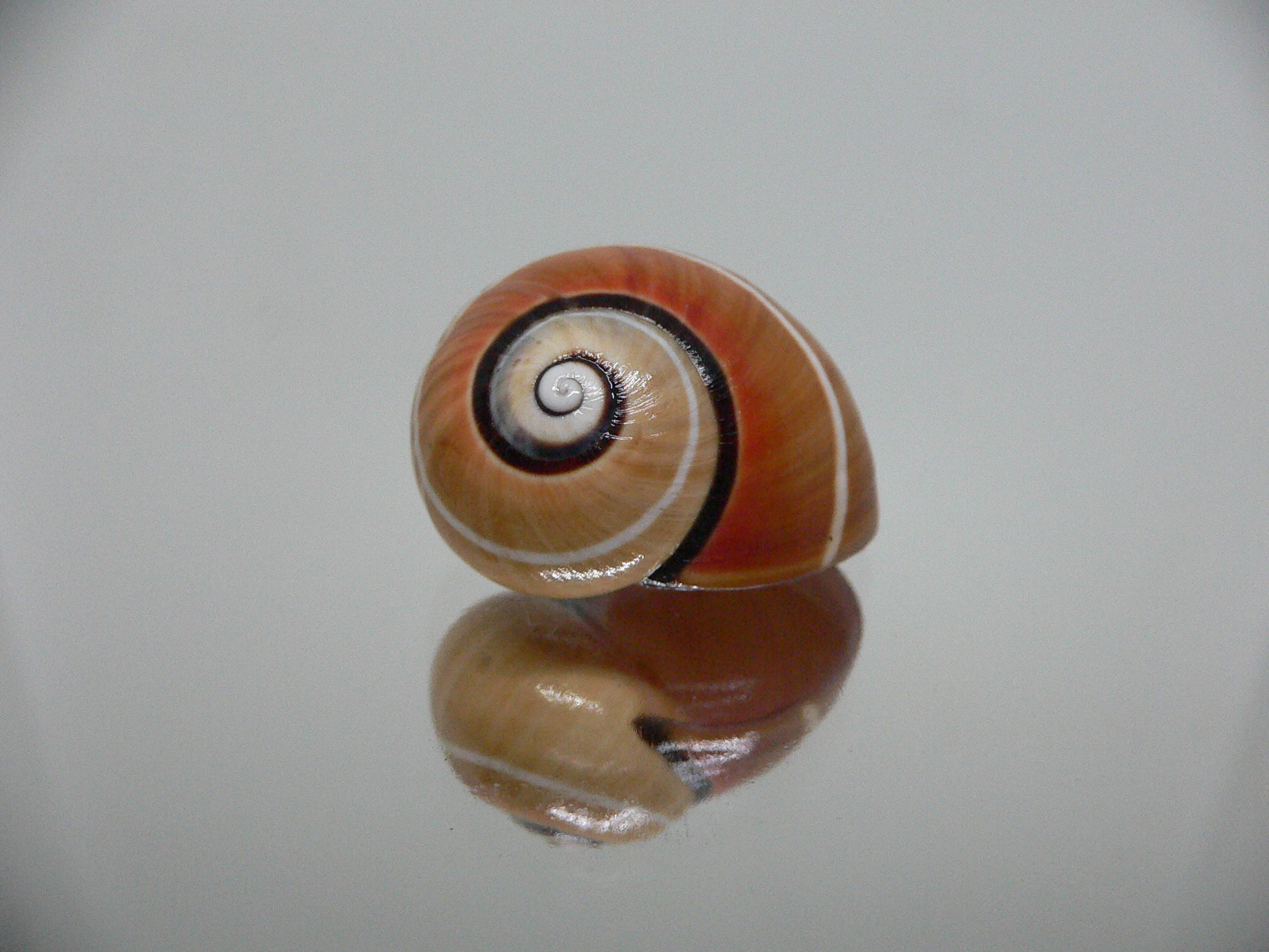 Polymita picta cf. picta RARE & ENDEMIC