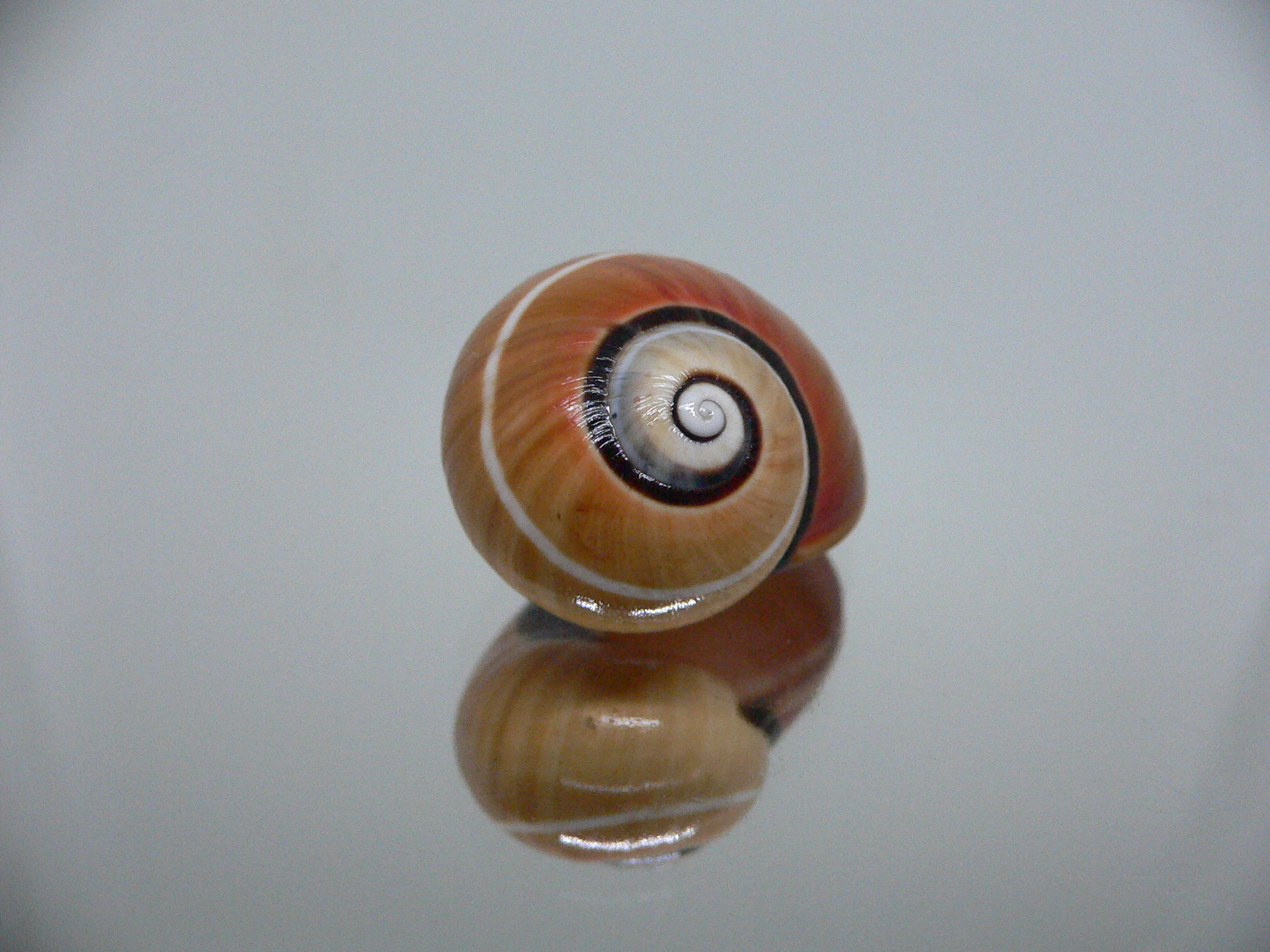 Polymita picta cf. picta RARE & ENDEMIC