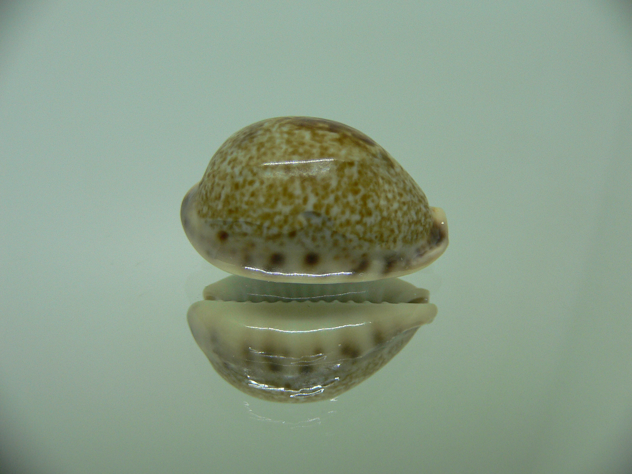 Cypraea pallida pallida SPOT