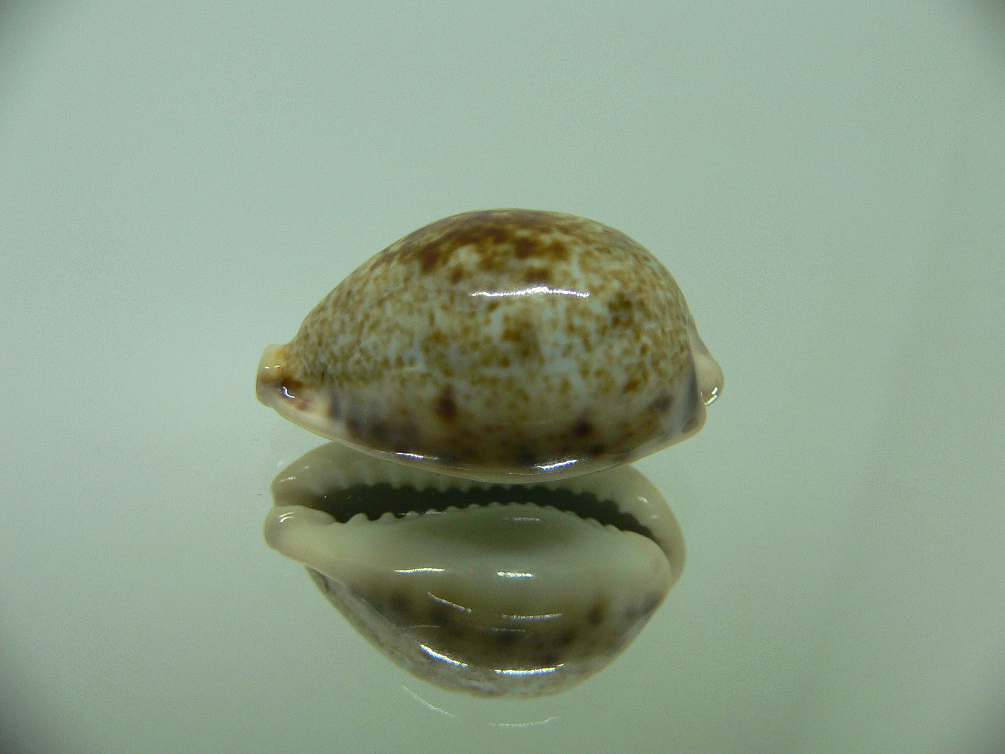 Cypraea pallida pallida SPOT