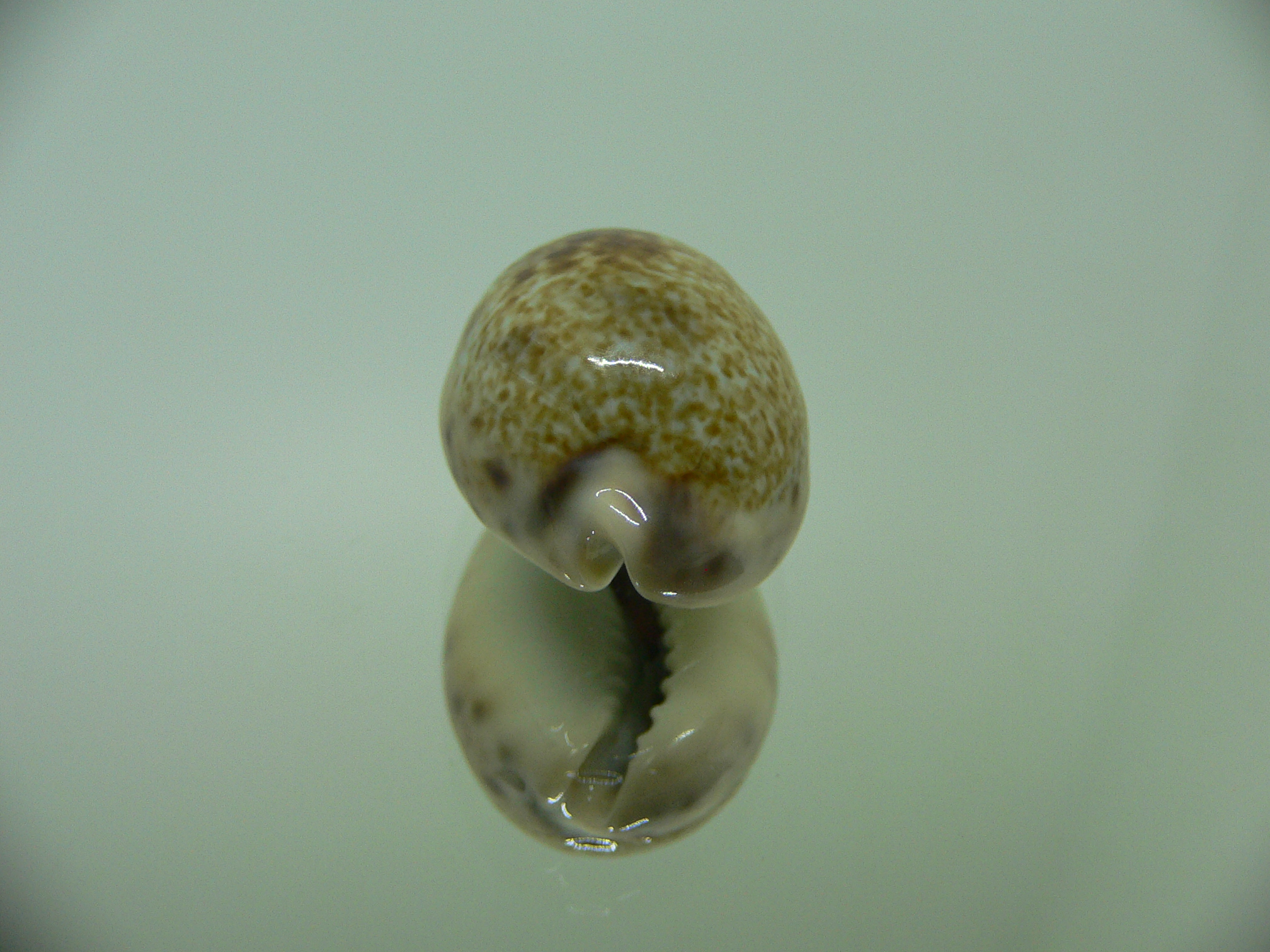 Cypraea pallida pallida SPOT