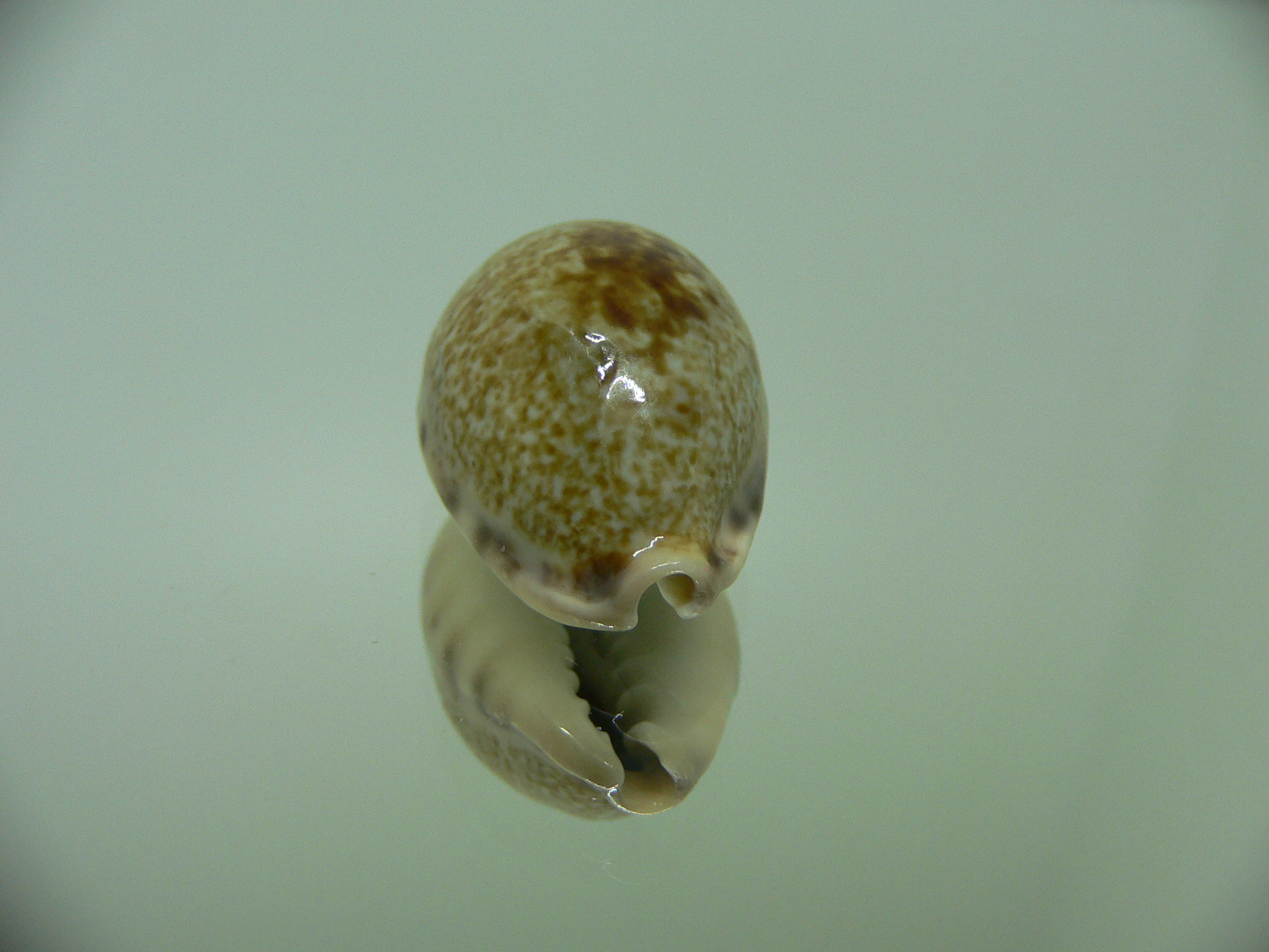 Cypraea pallida pallida SPOT