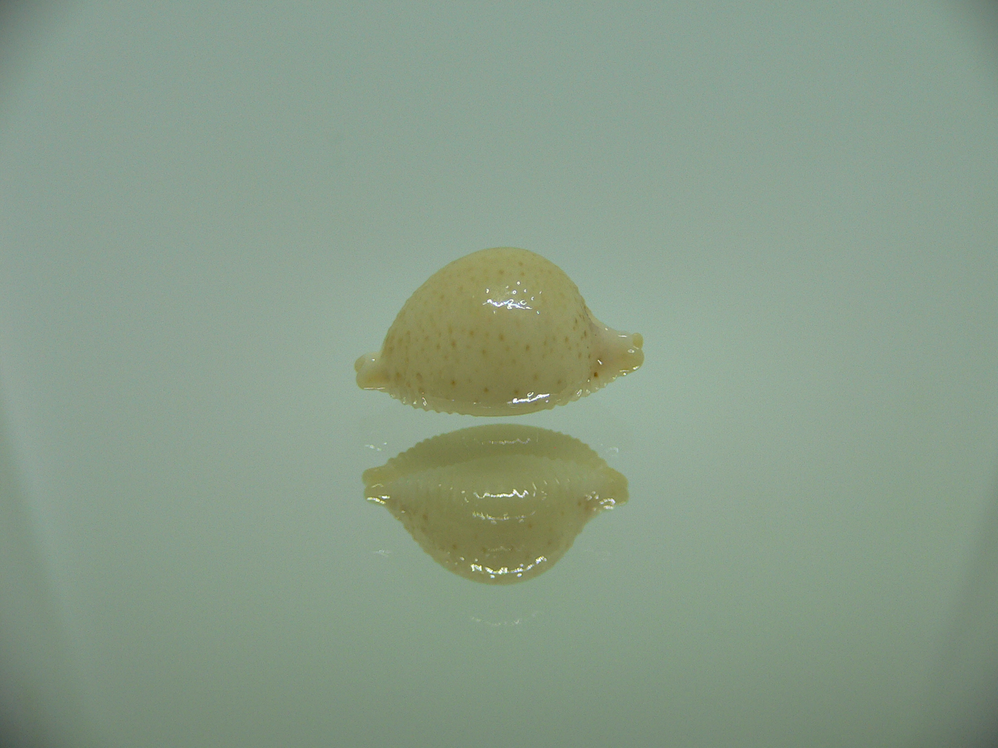 Cypraea cicercula tricornis GLOBOSE