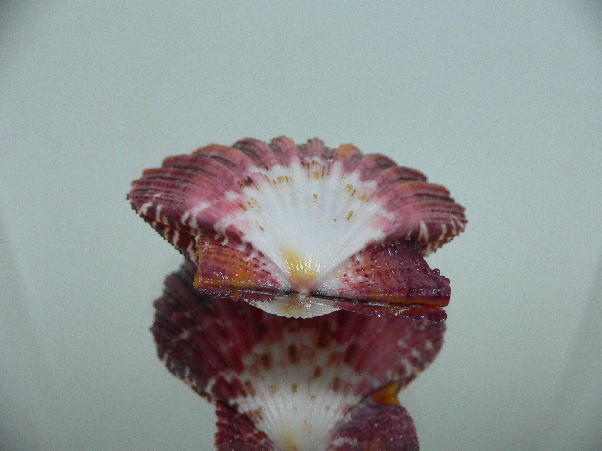 Gloripallium pallium TRICOLOR