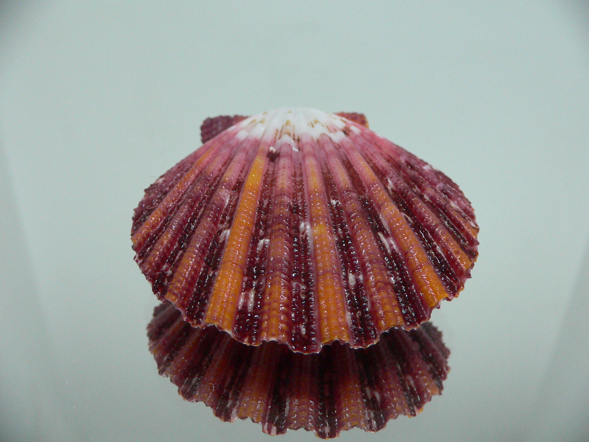 Gloripallium pallium TRICOLOR