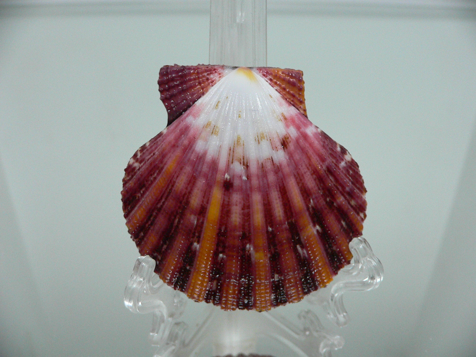 Gloripallium pallium TRICOLOR