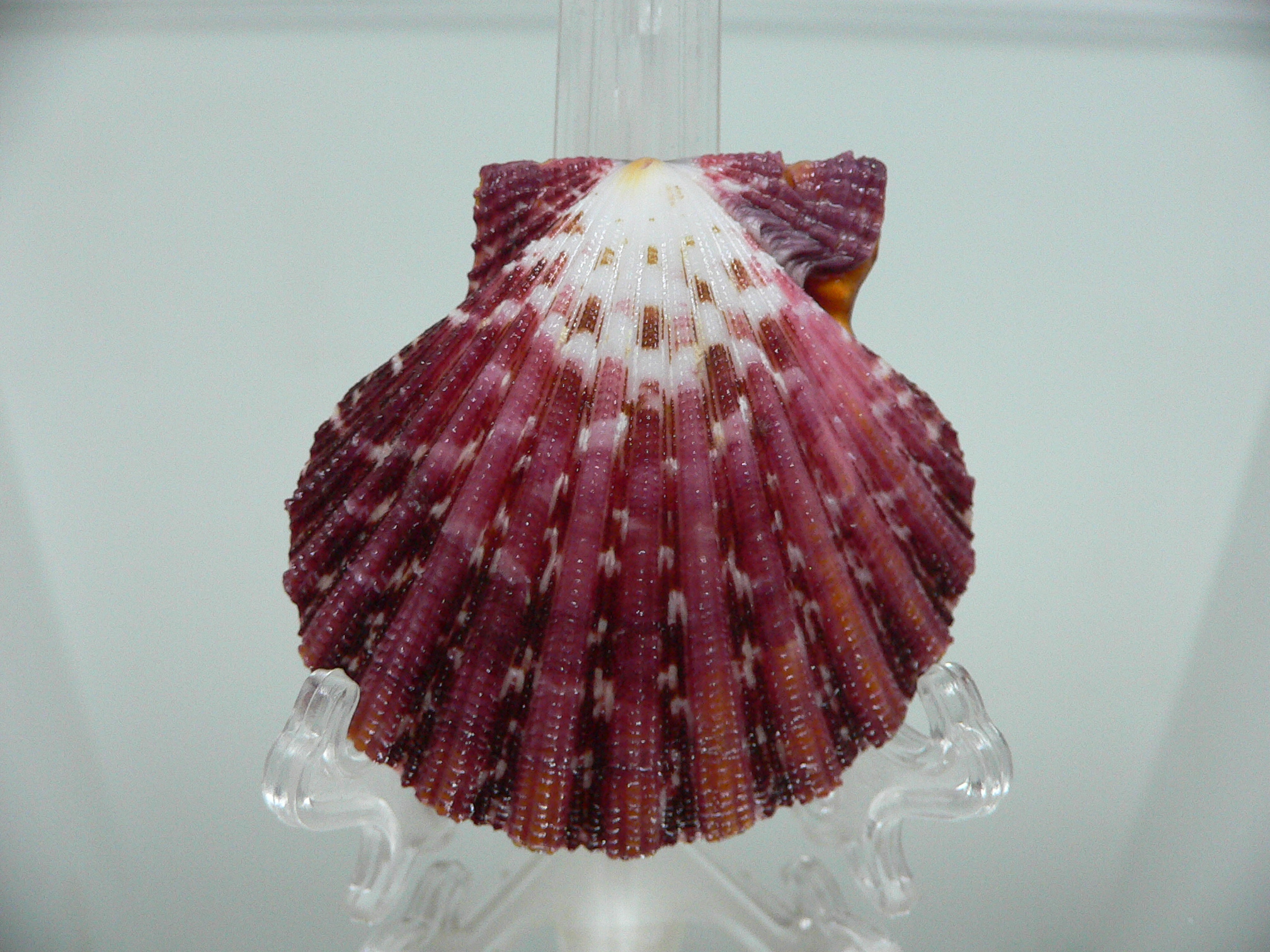 Gloripallium pallium TRICOLOR