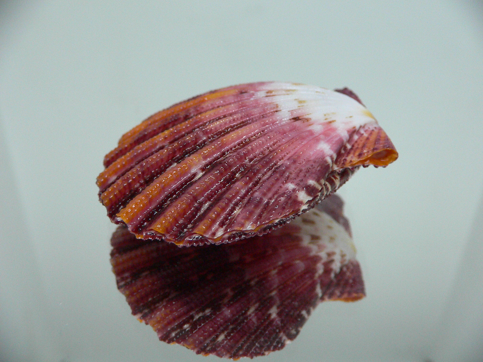 Gloripallium pallium TRICOLOR