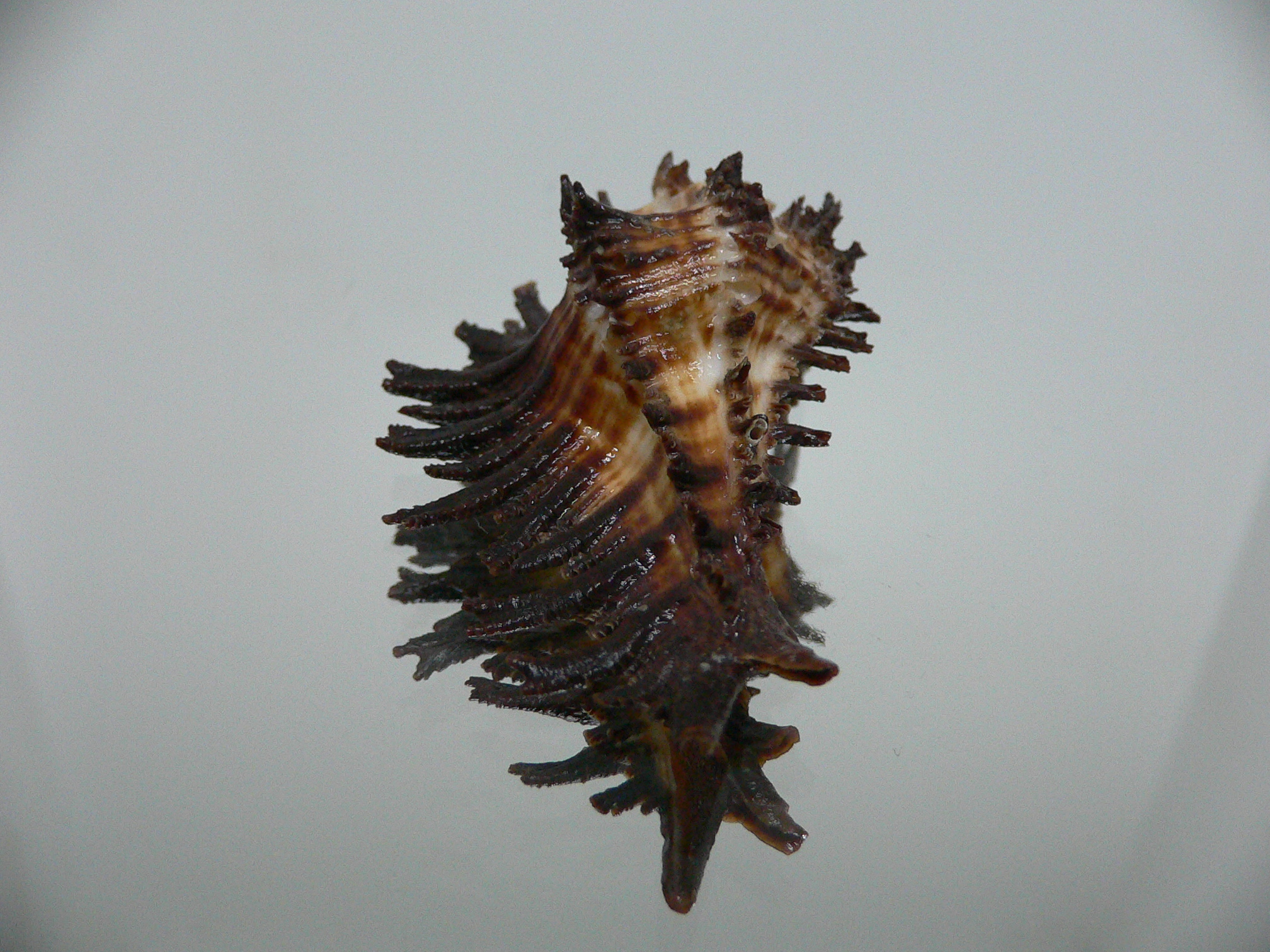 Homalocantha secunda BIG