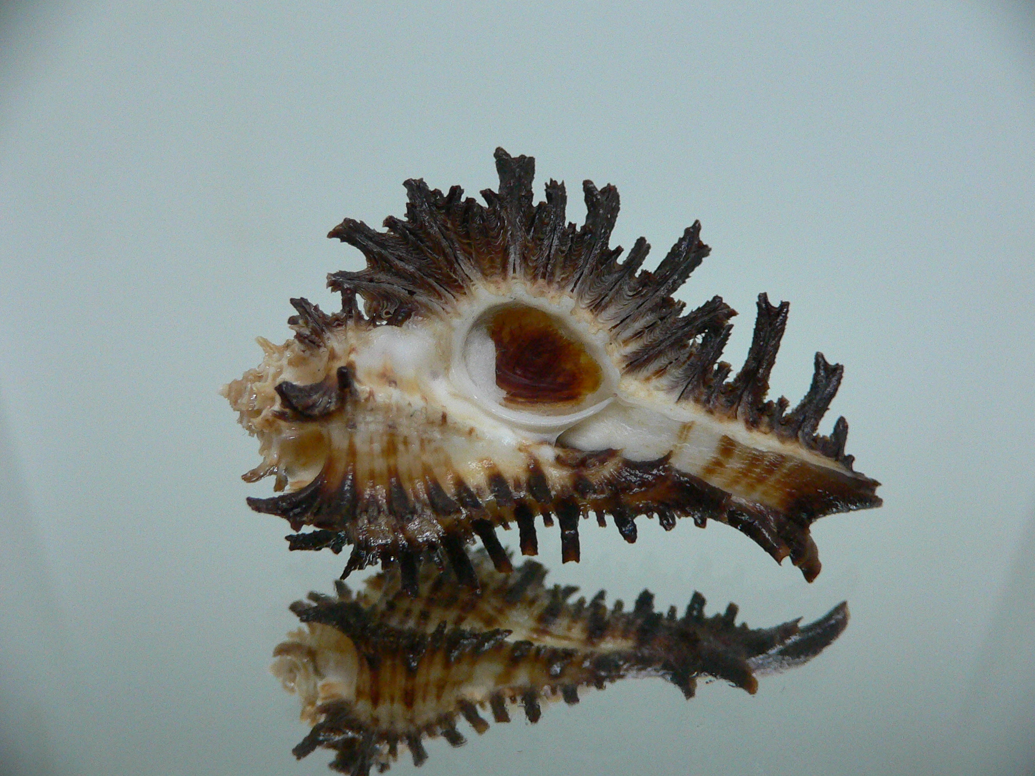 Homalocantha secunda BIG