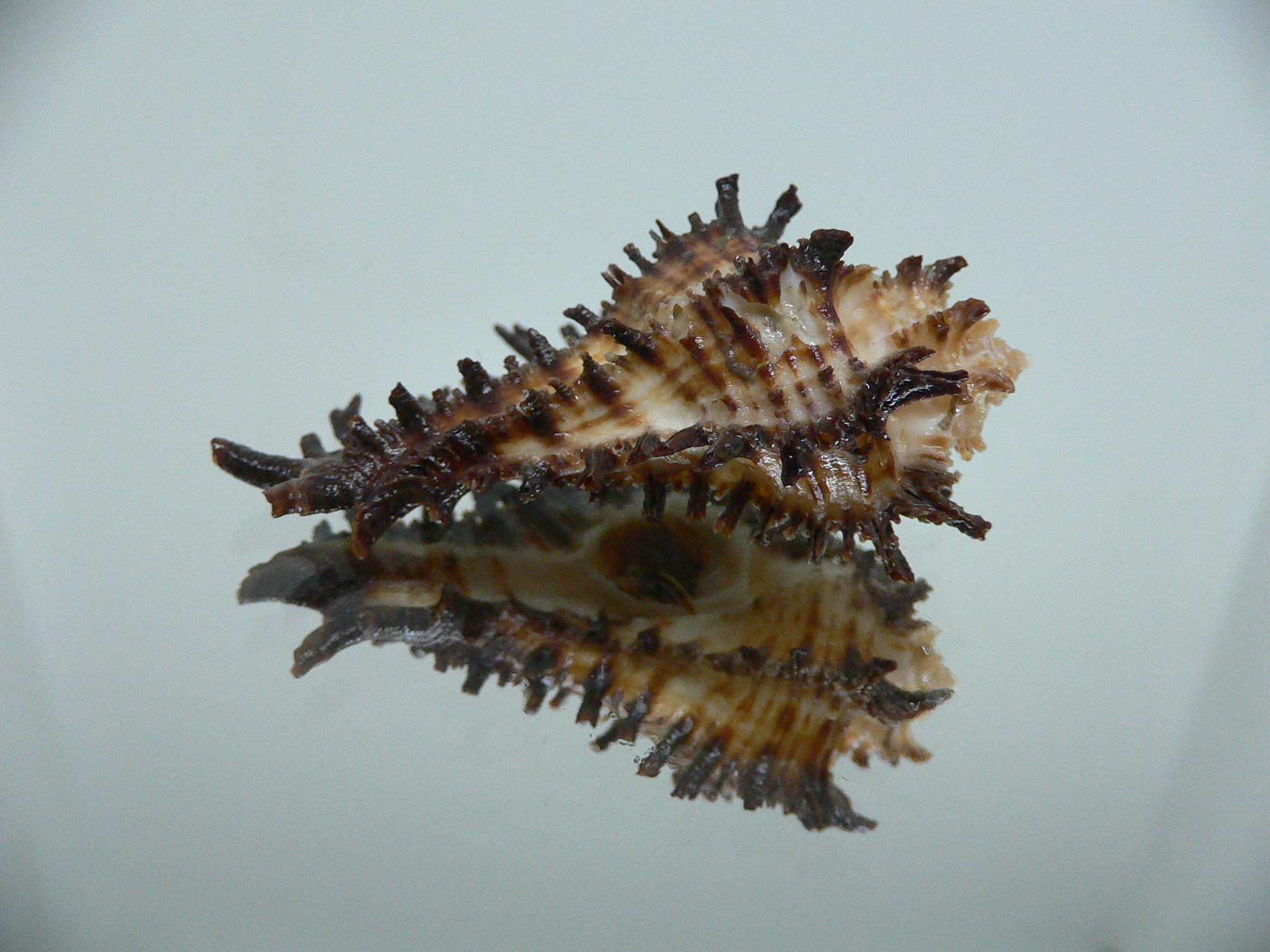 Homalocantha secunda BIG