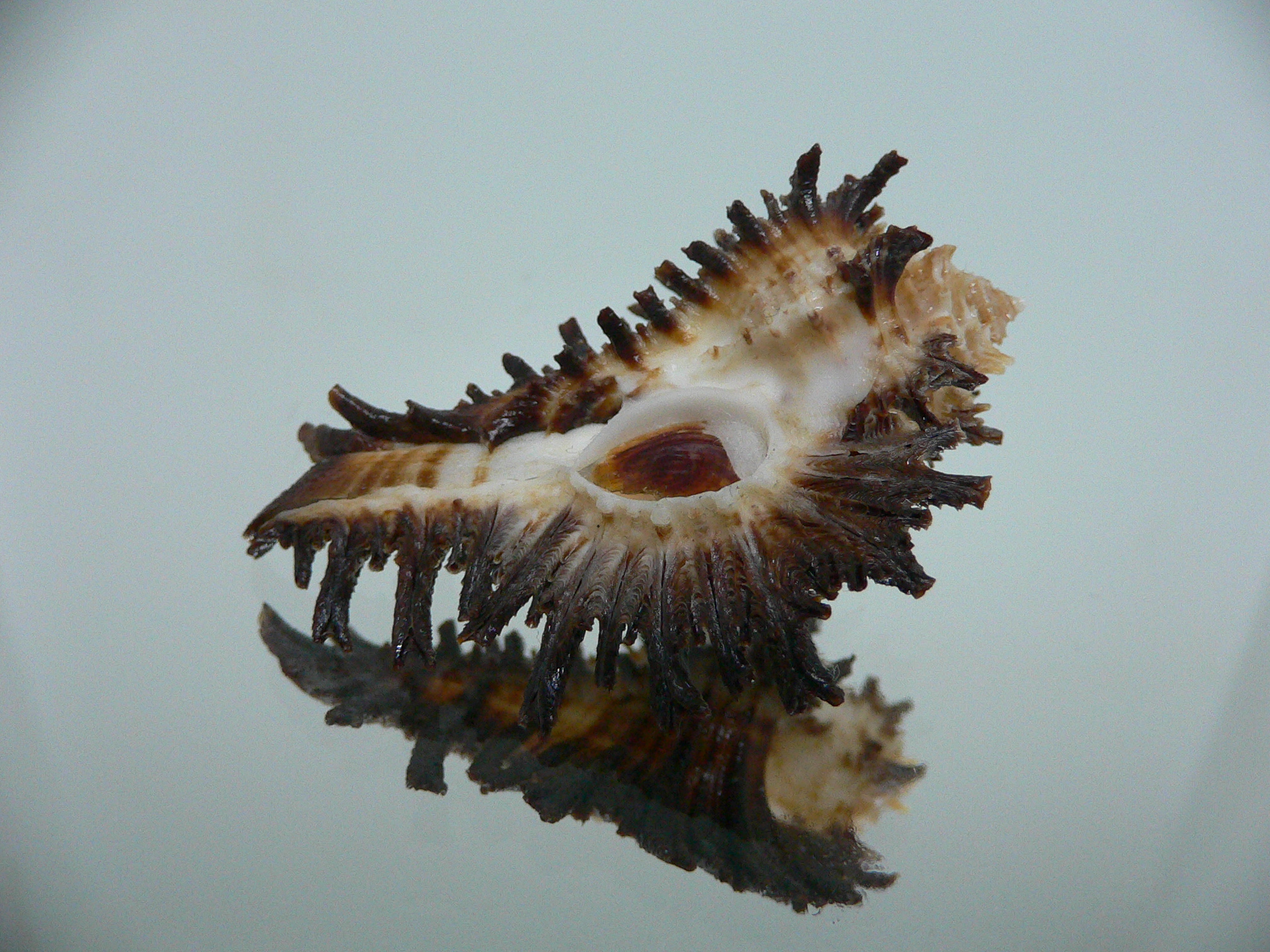 Homalocantha secunda BIG