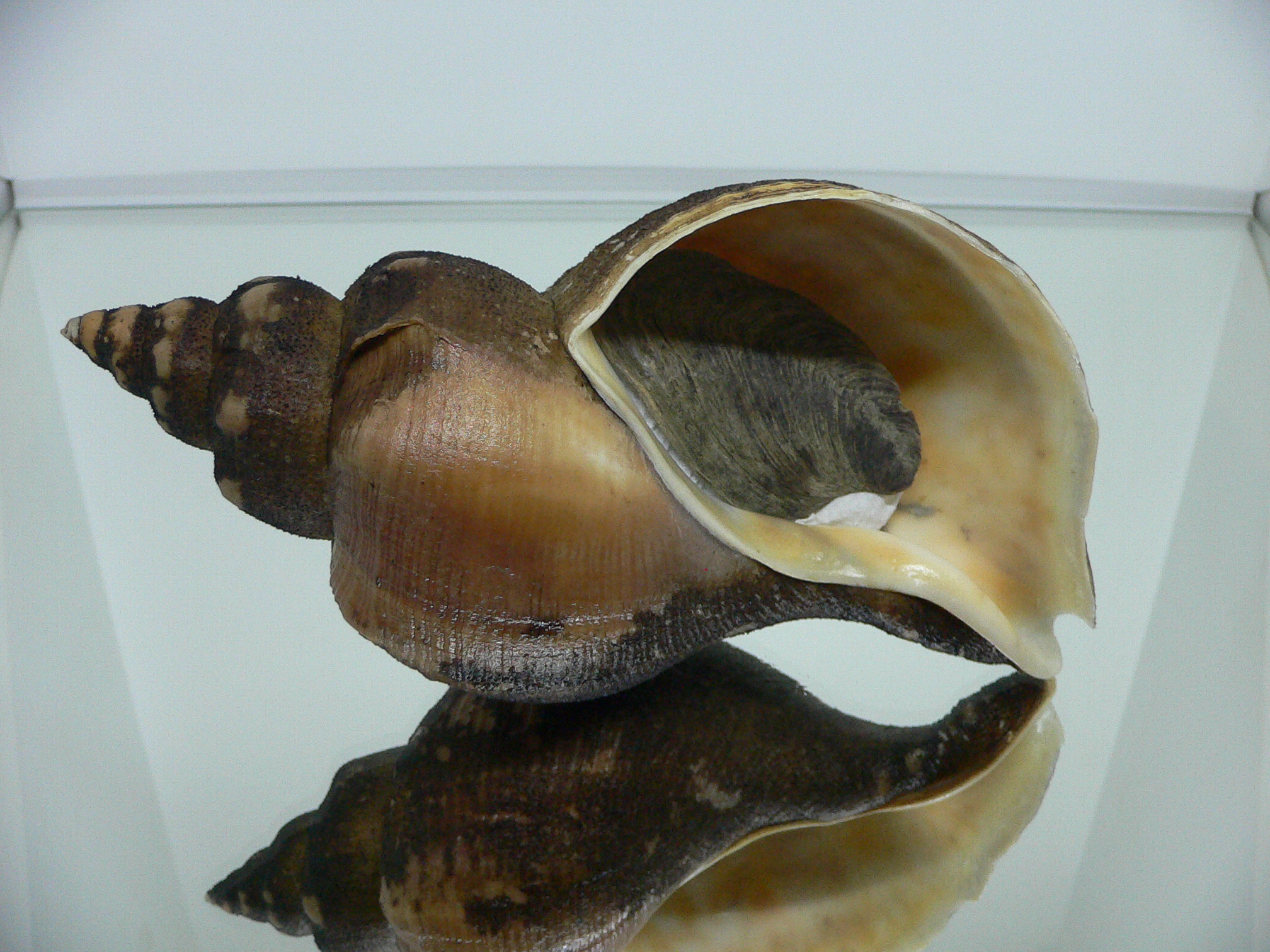 Neptunea vladivostokensis PERIOSTRACUM