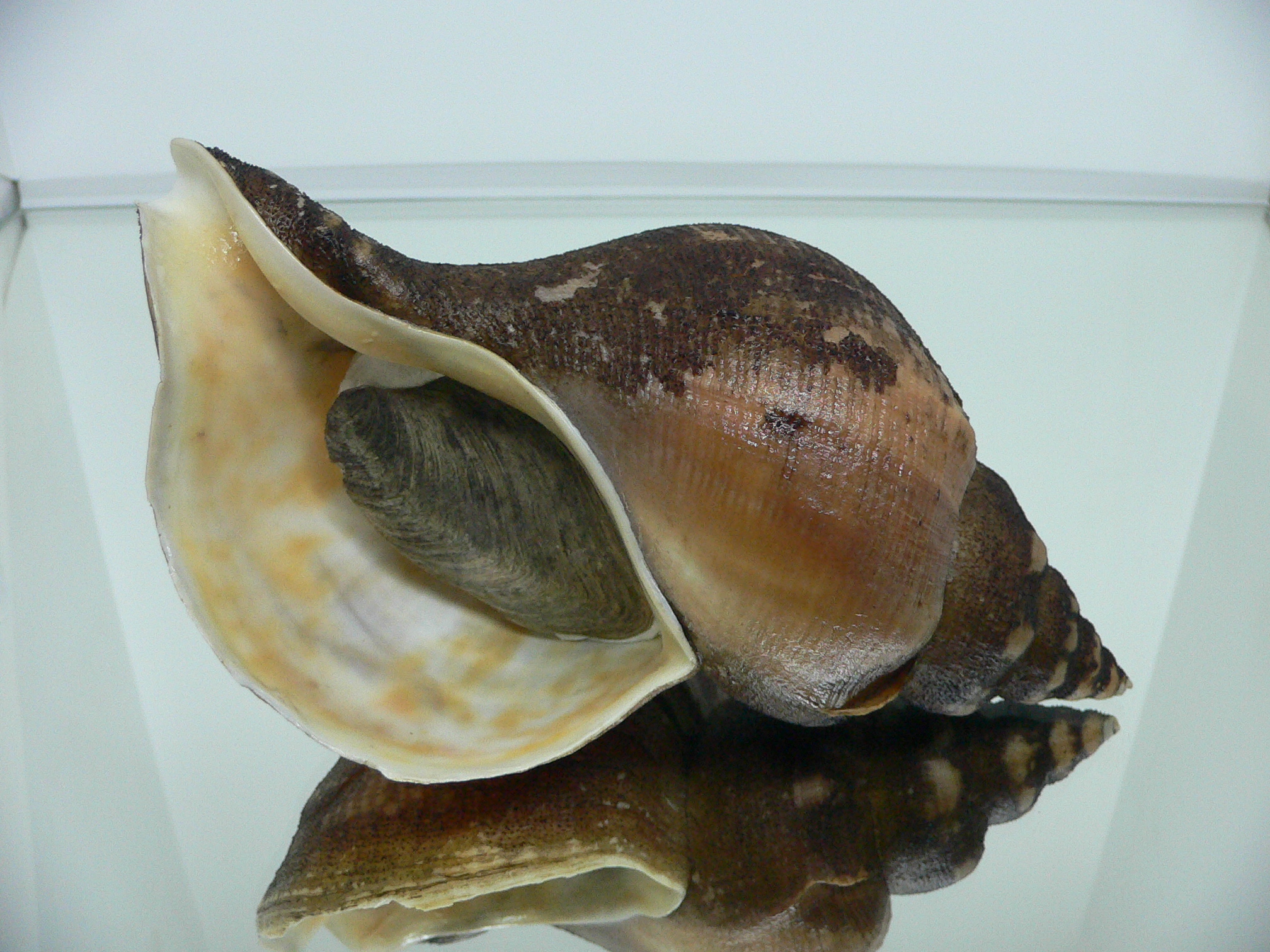 Neptunea vladivostokensis PERIOSTRACUM