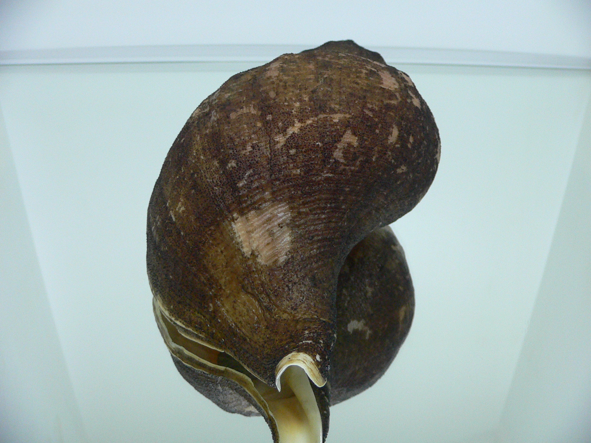 Neptunea vladivostokensis PERIOSTRACUM