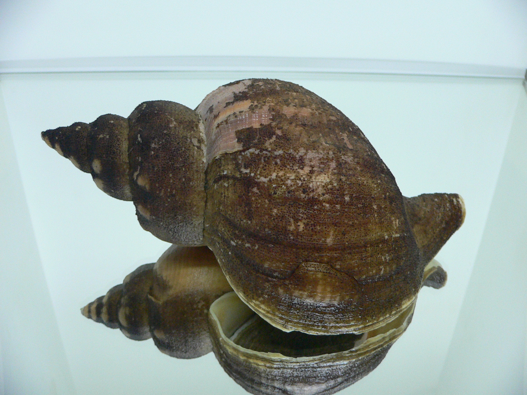 Neptunea vladivostokensis PERIOSTRACUM