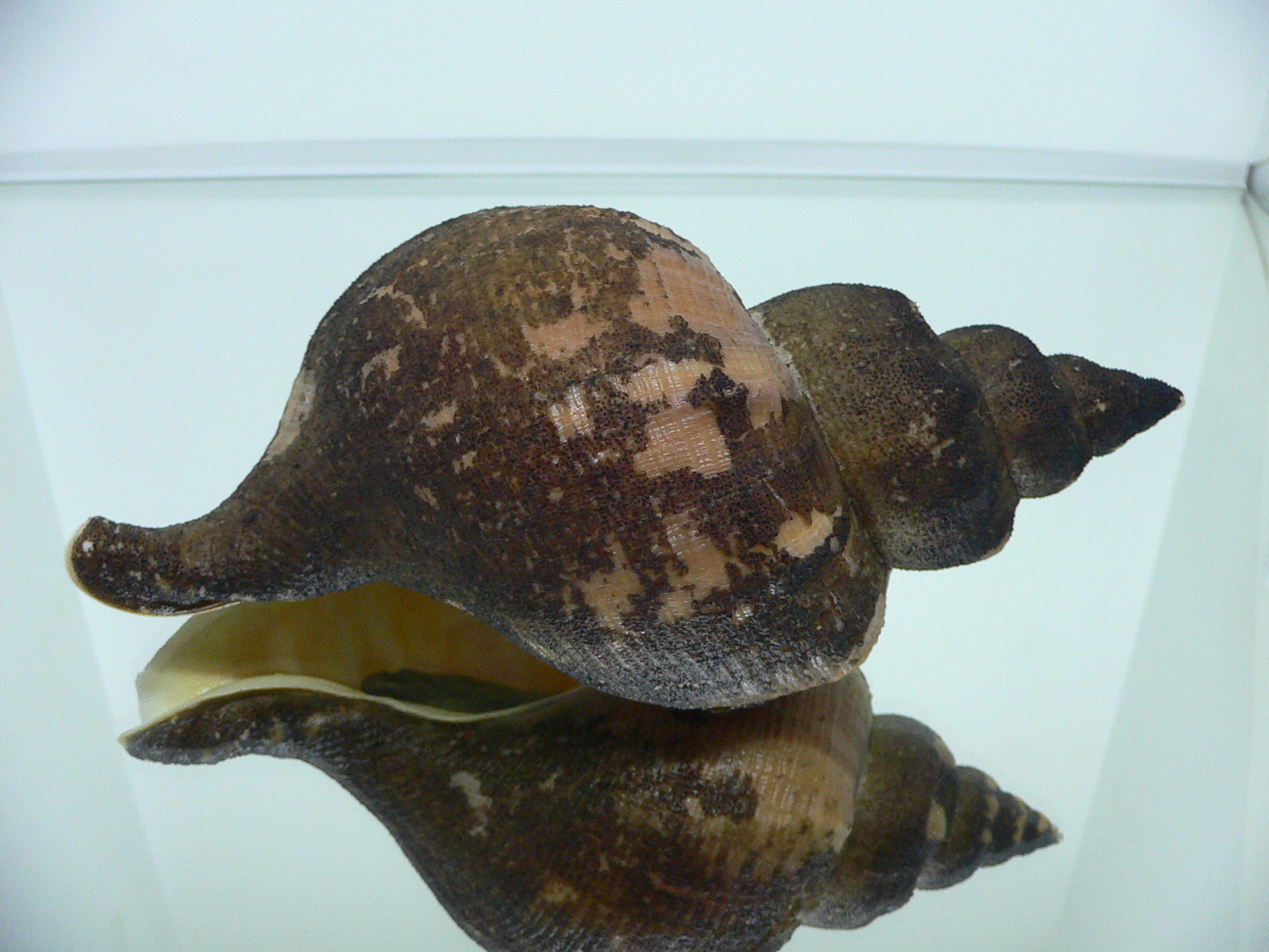 Neptunea vladivostokensis PERIOSTRACUM
