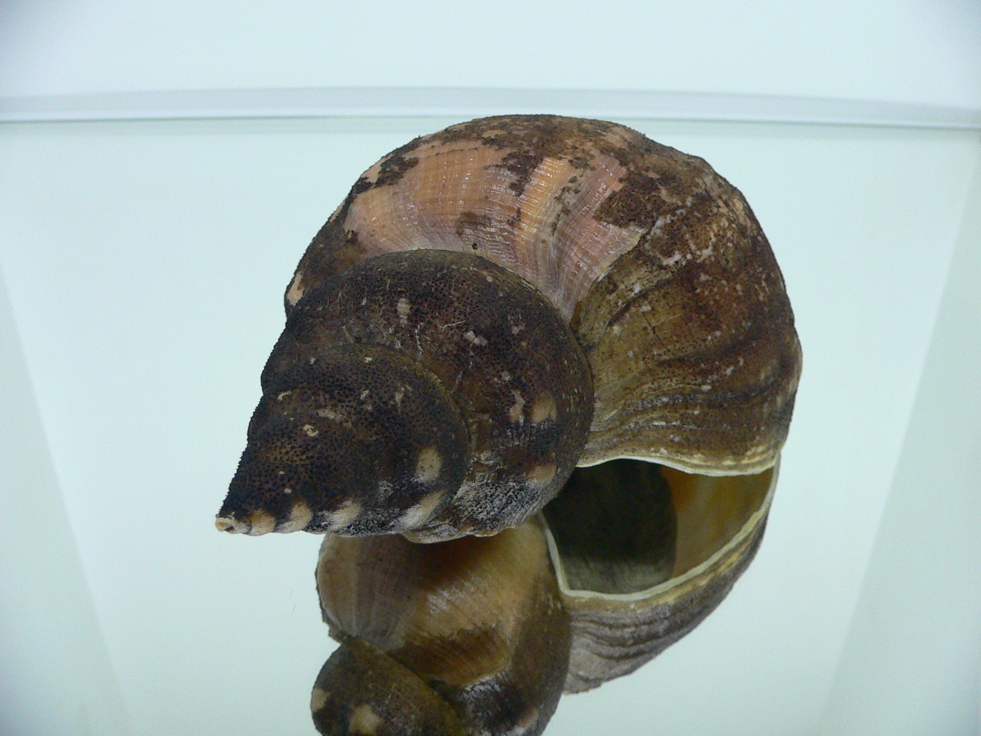 Neptunea vladivostokensis PERIOSTRACUM