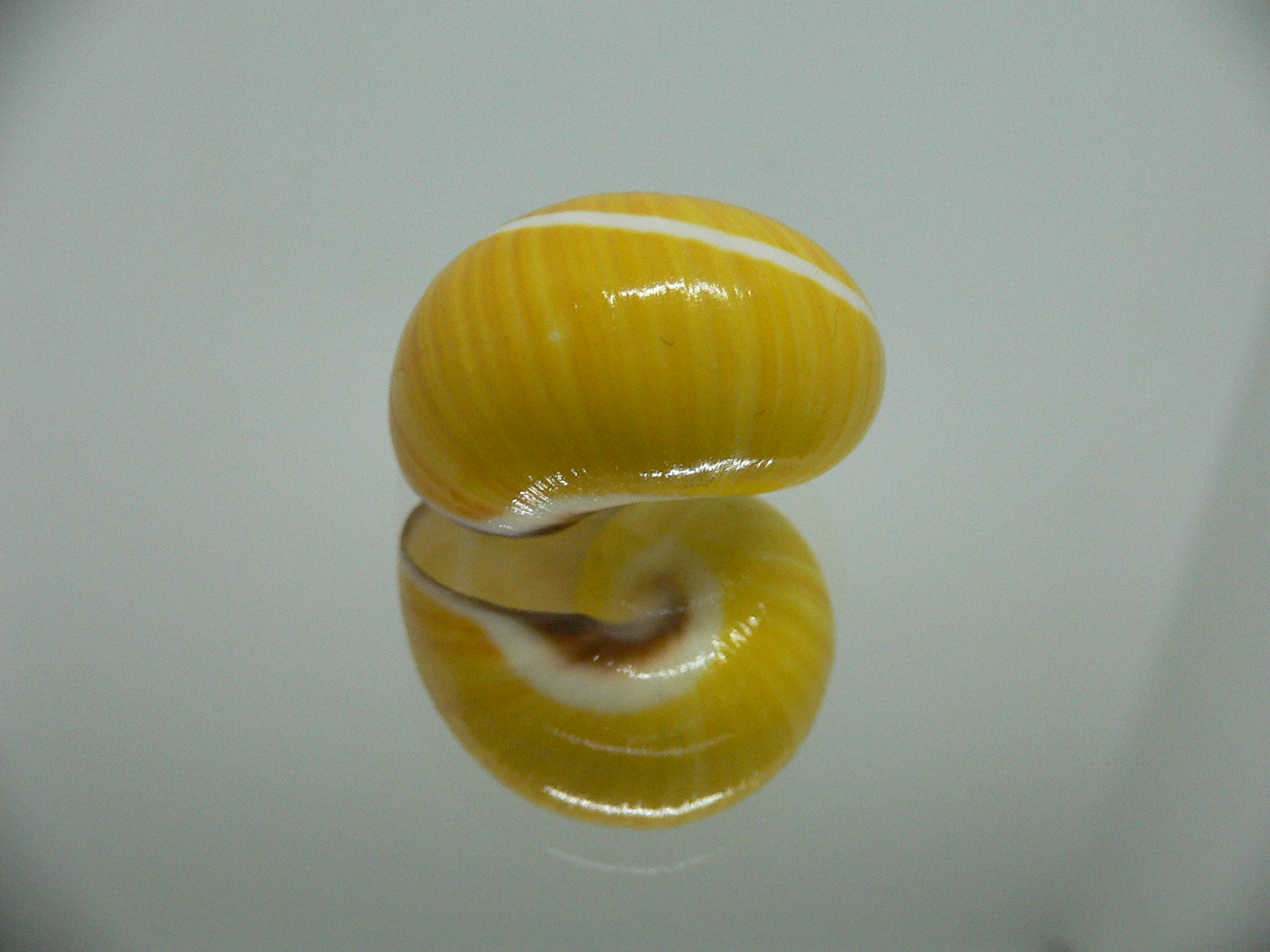 Polymita picta picta RARE & ENDEMIC