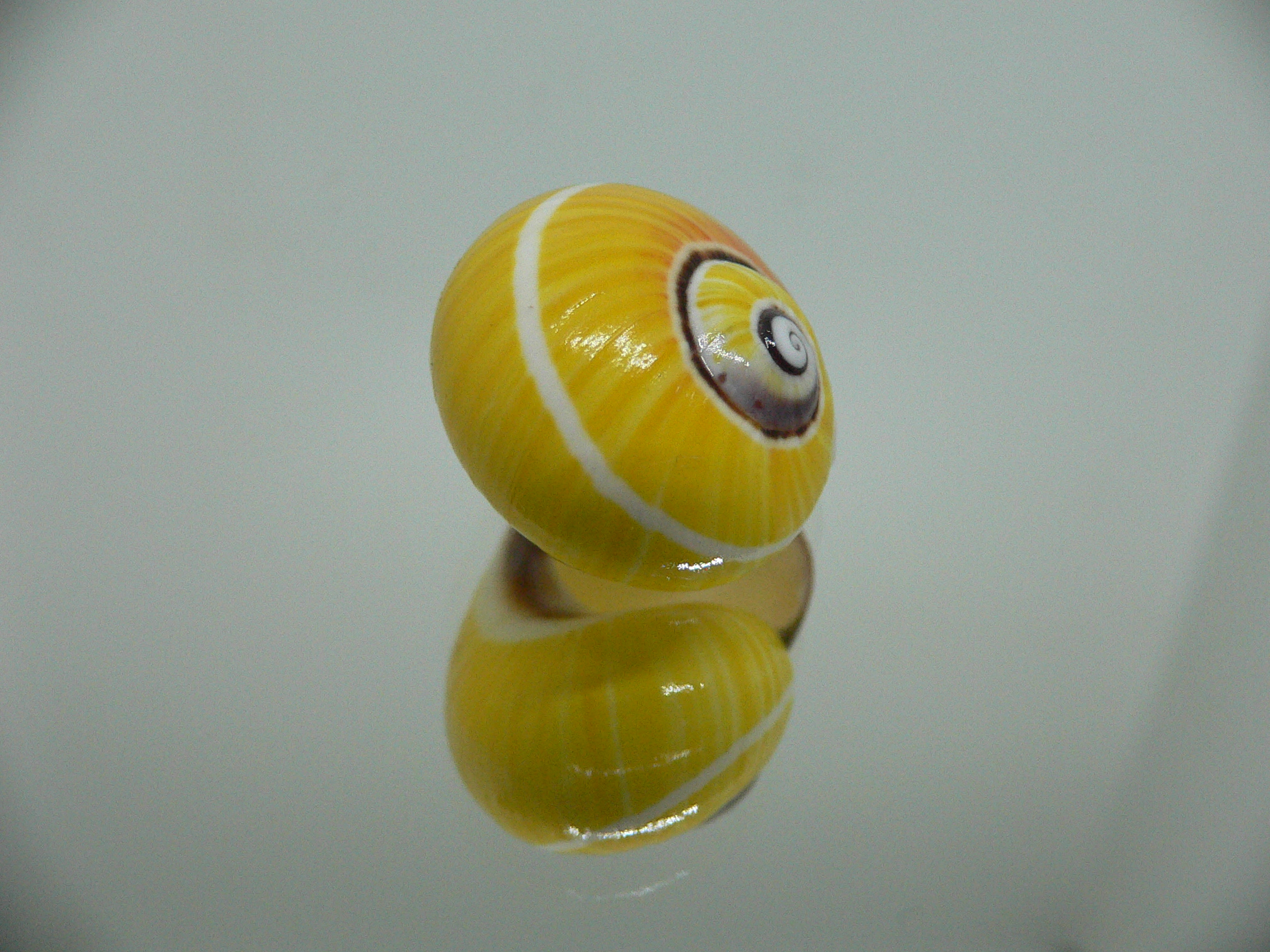 Polymita picta picta RARE & ENDEMIC