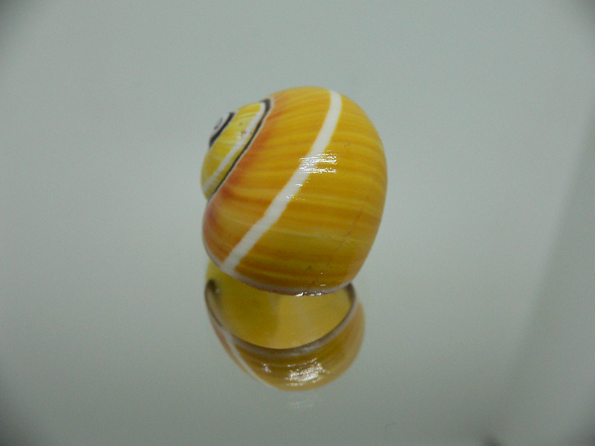 Polymita picta picta RARE & ENDEMIC