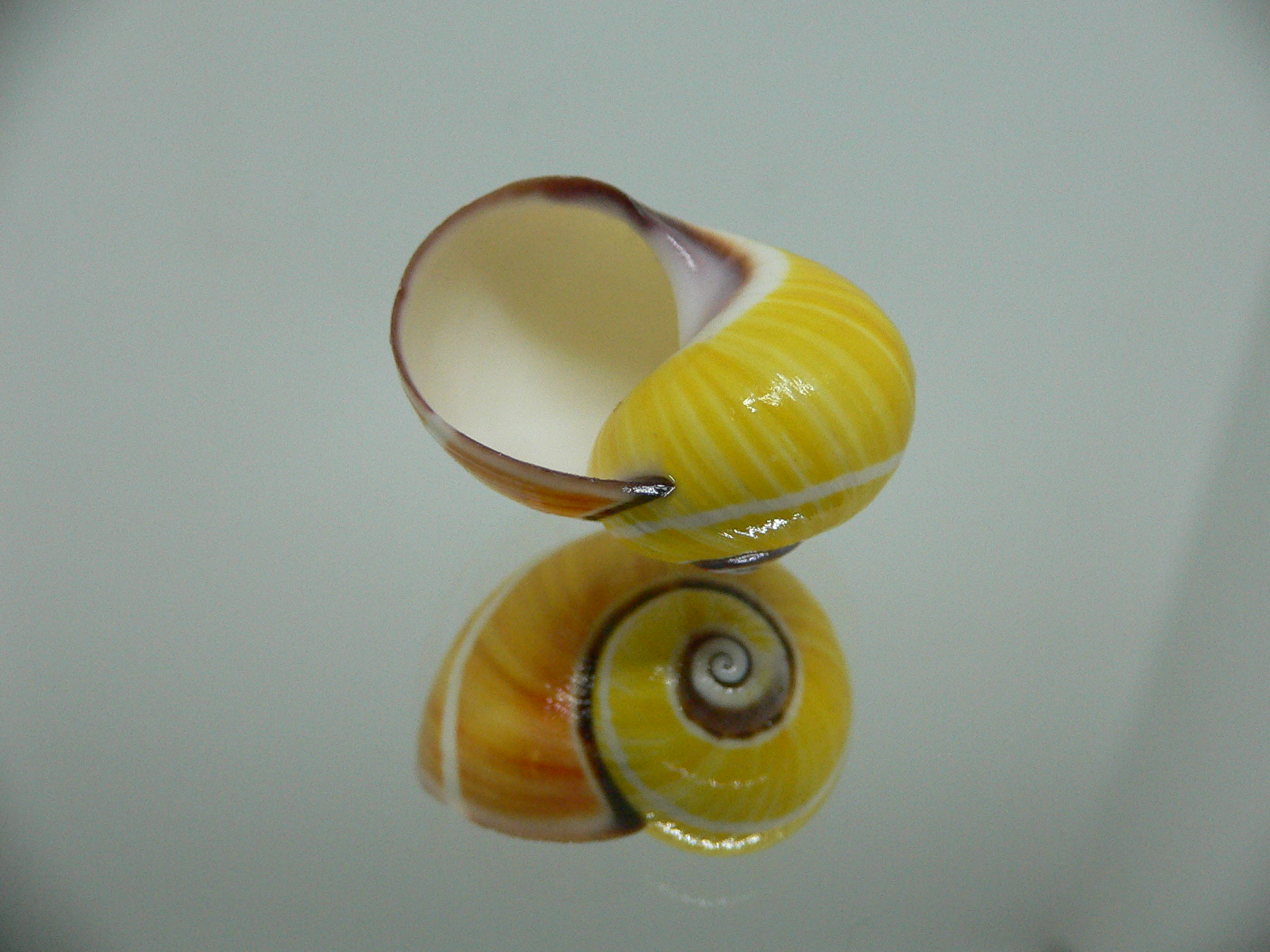 Polymita picta picta RARE & ENDEMIC