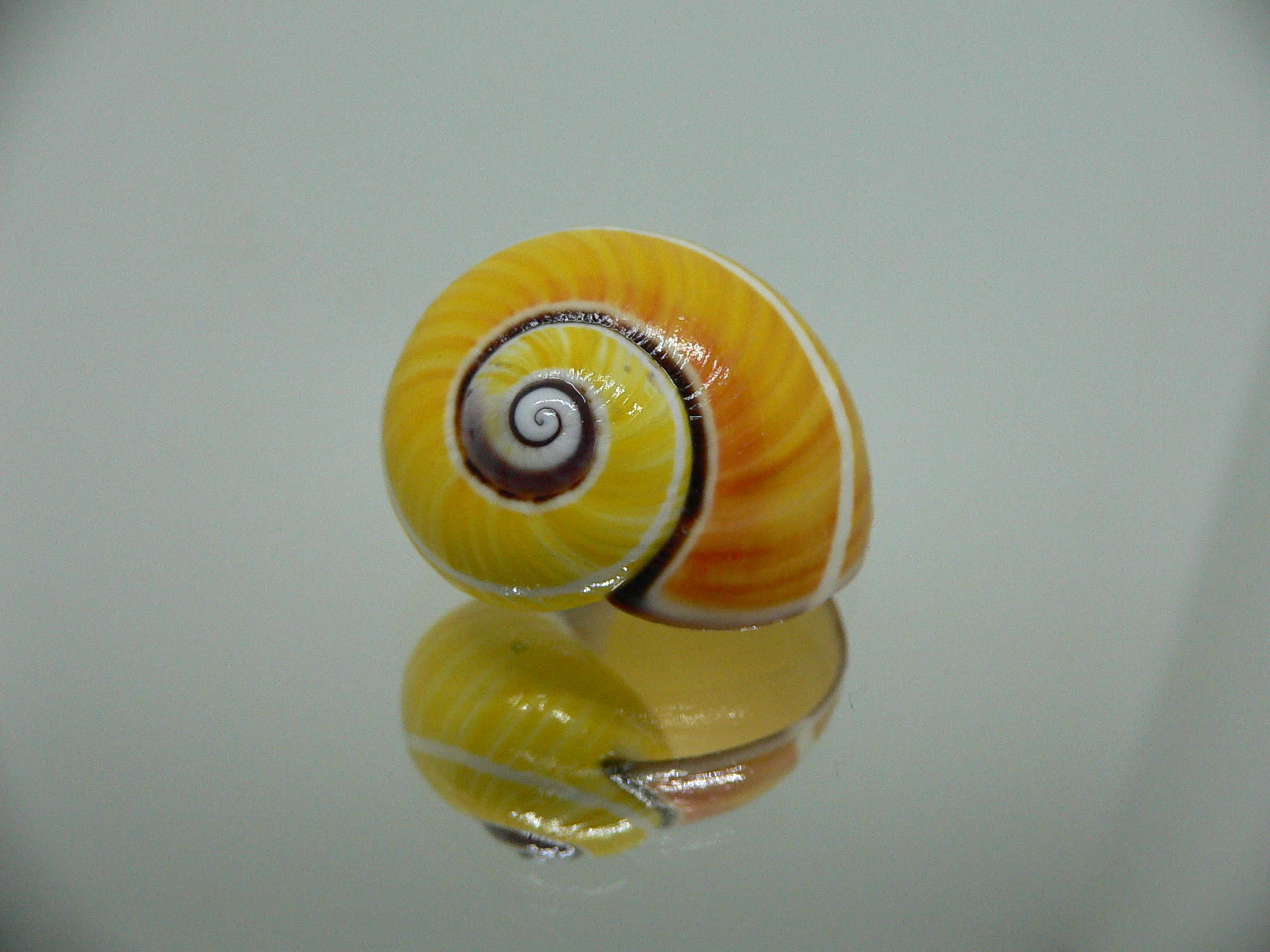 Polymita picta picta RARE & ENDEMIC