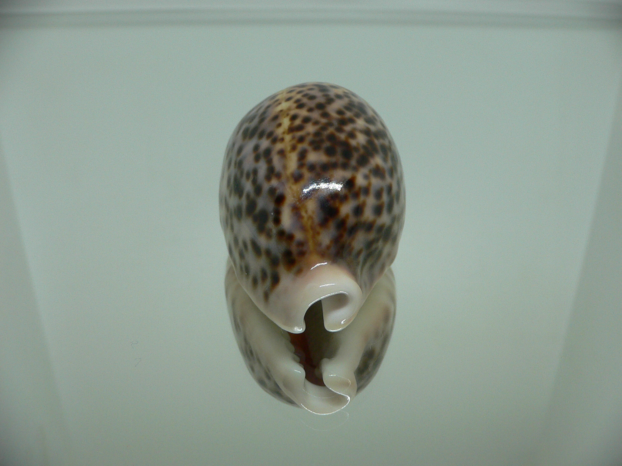 Cypraea pantherina 1