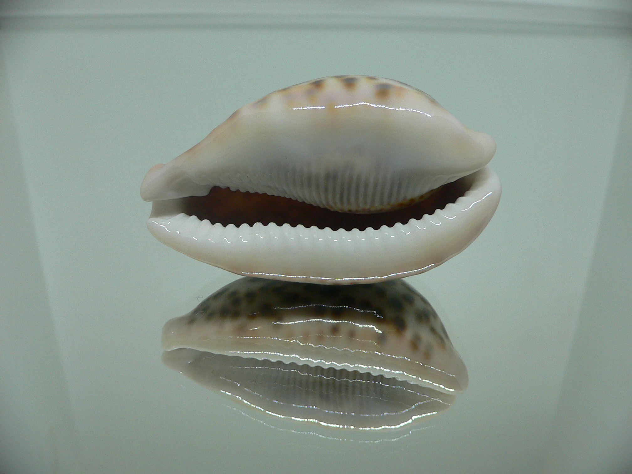 Cypraea pantherina 1